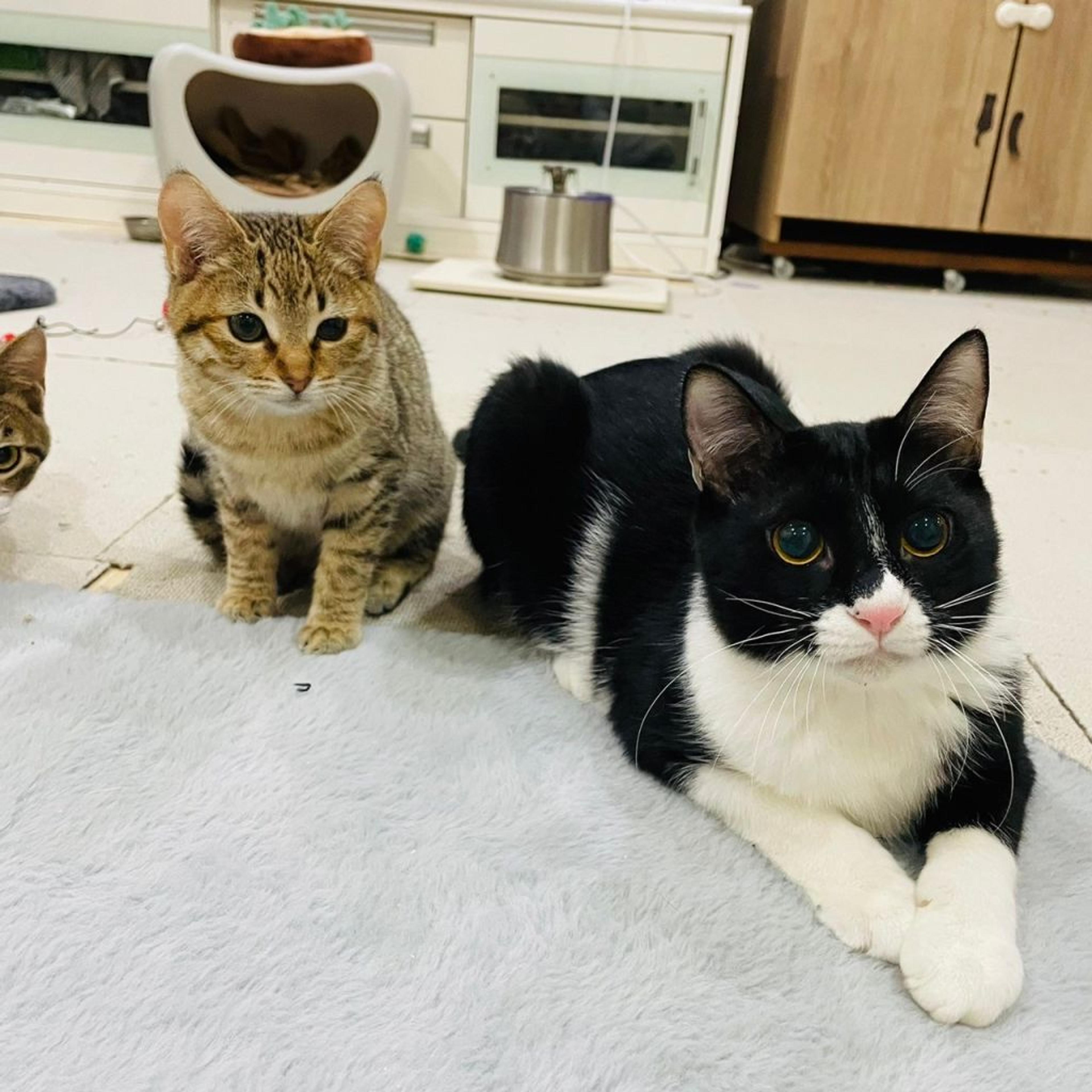 pet-image-8