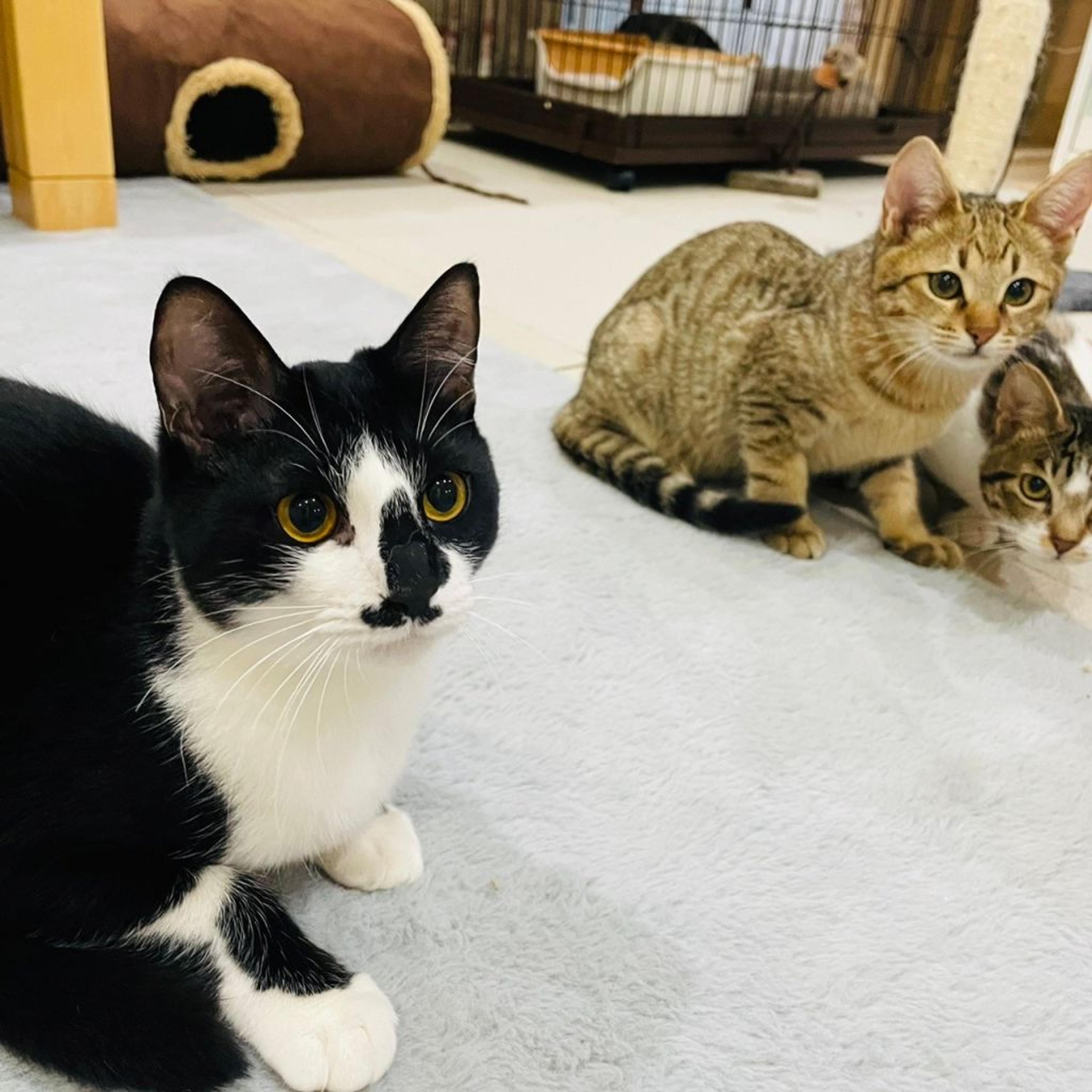 pet-image-9