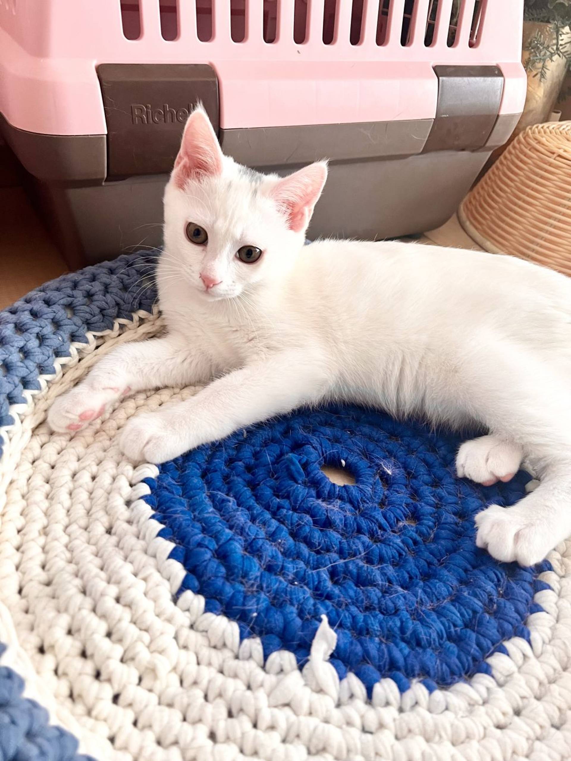 雑種（ミックス猫）・オスの里親募集の写真
