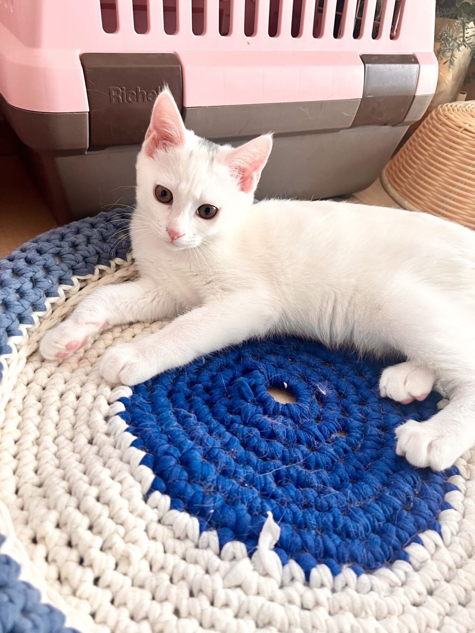 雑種（ミックス猫）・オスの里親募集の写真
