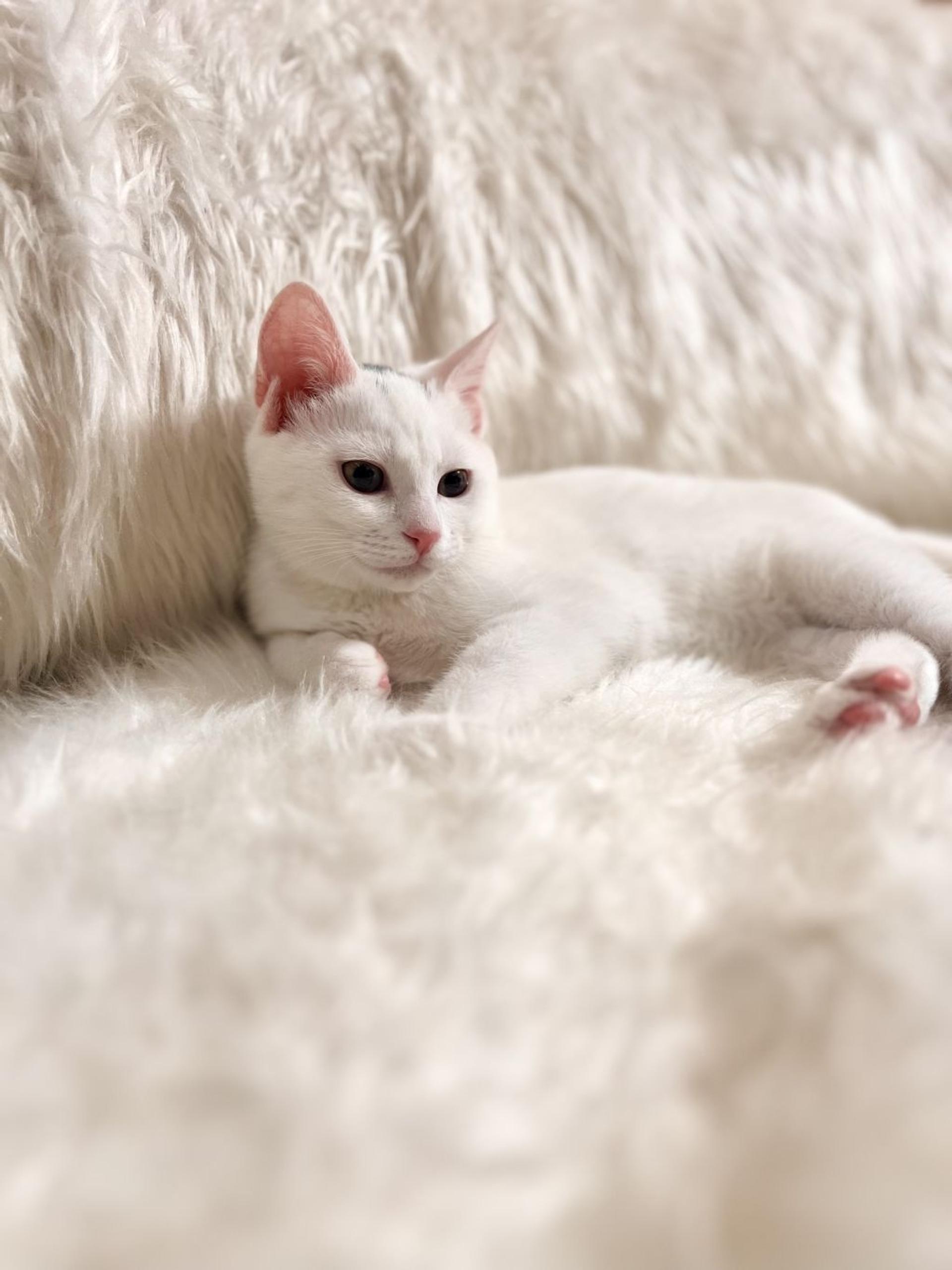 pet-image-5