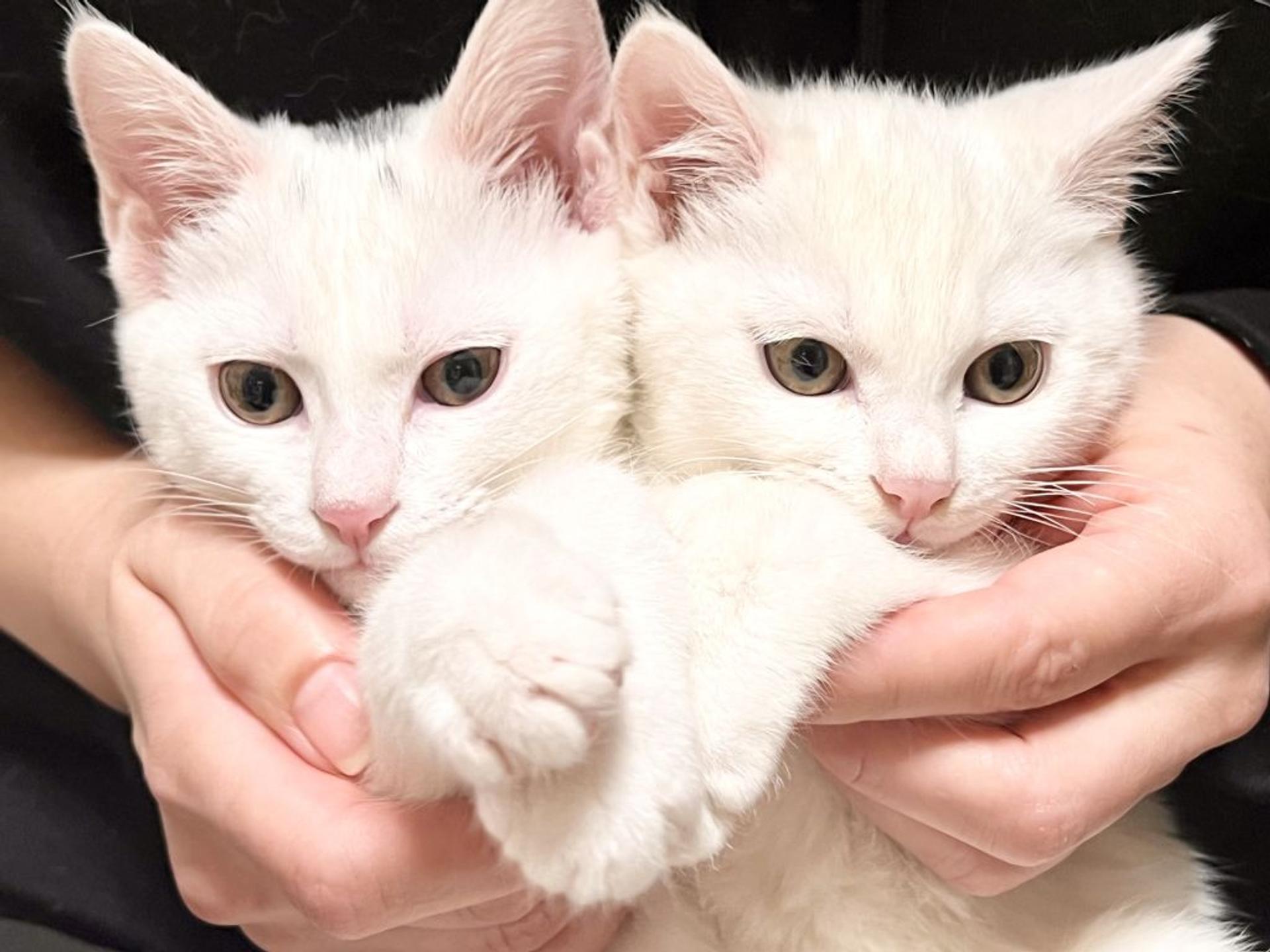 pet-image-7