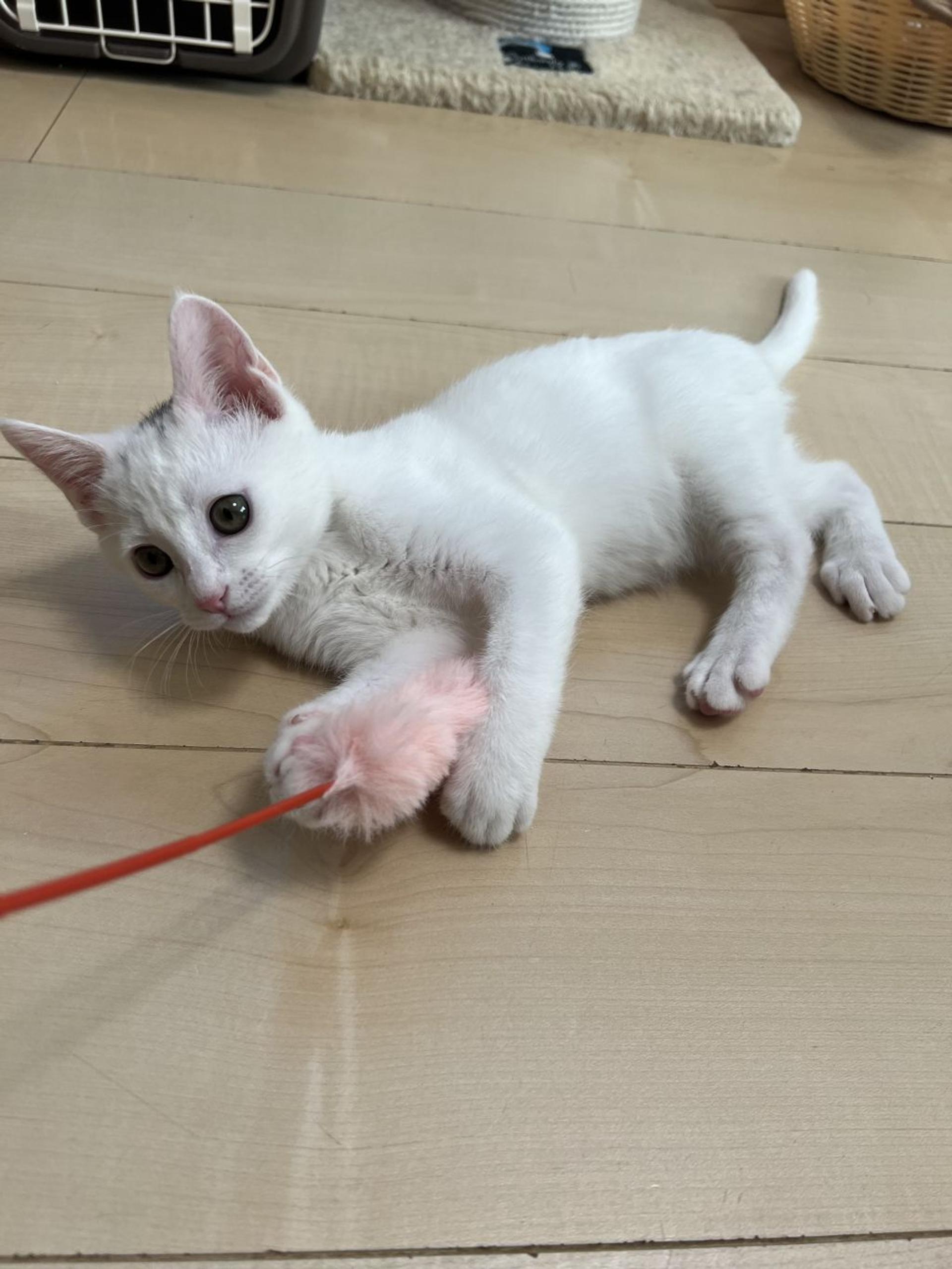 pet-image-2