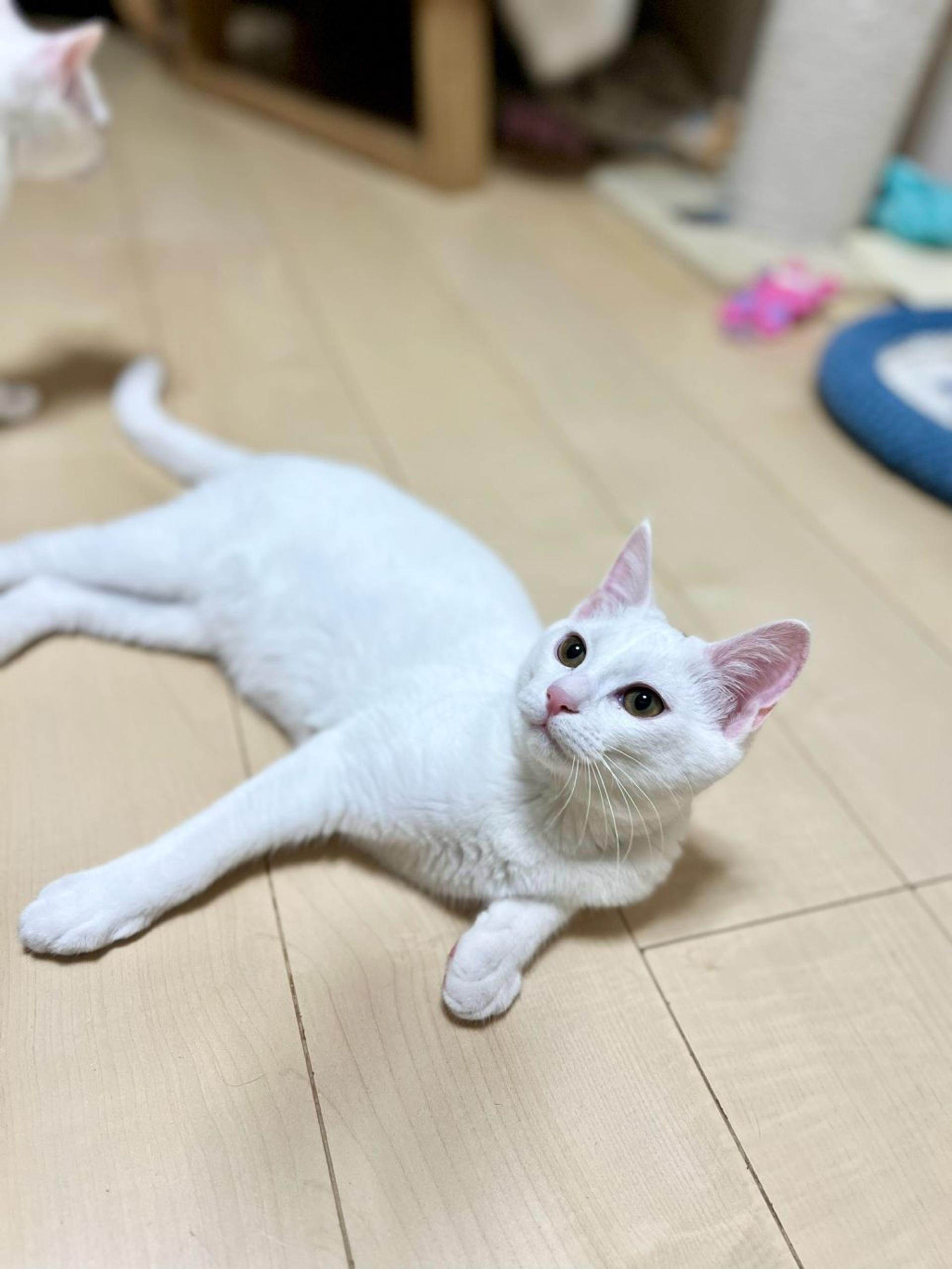 pet-image-8