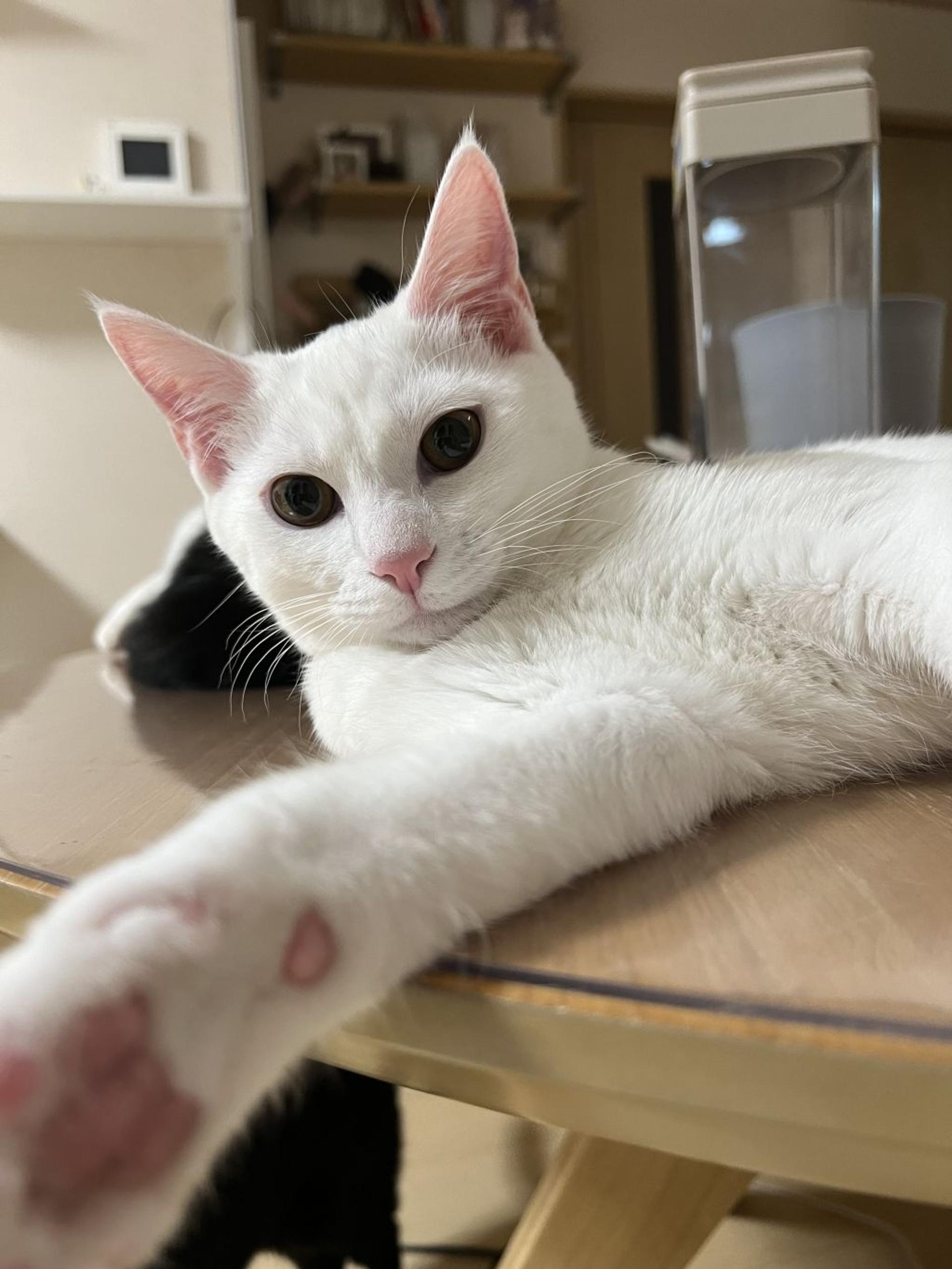 pet-image-4