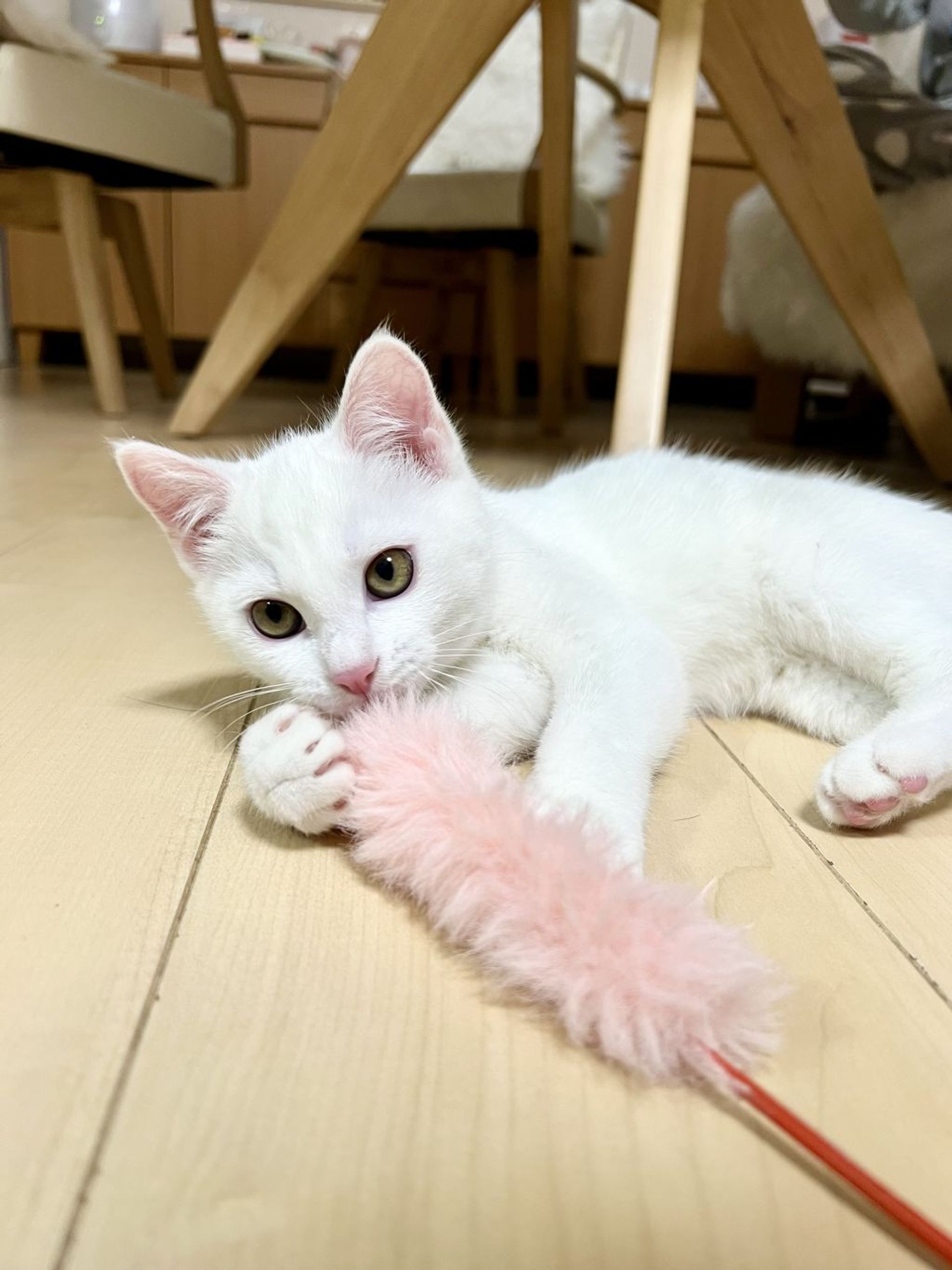 雑種（ミックス猫）・オスの里親募集の写真