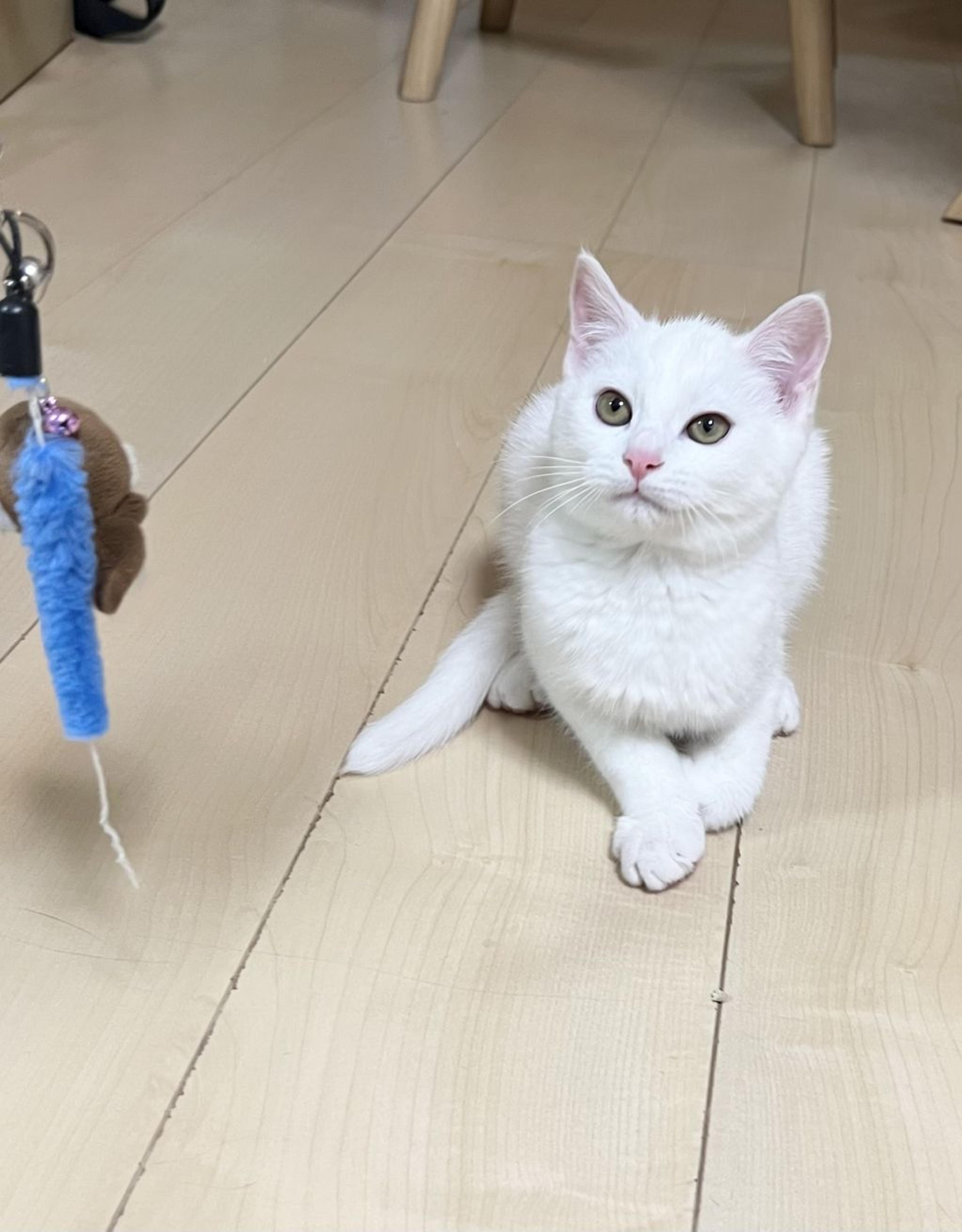 pet-image-2