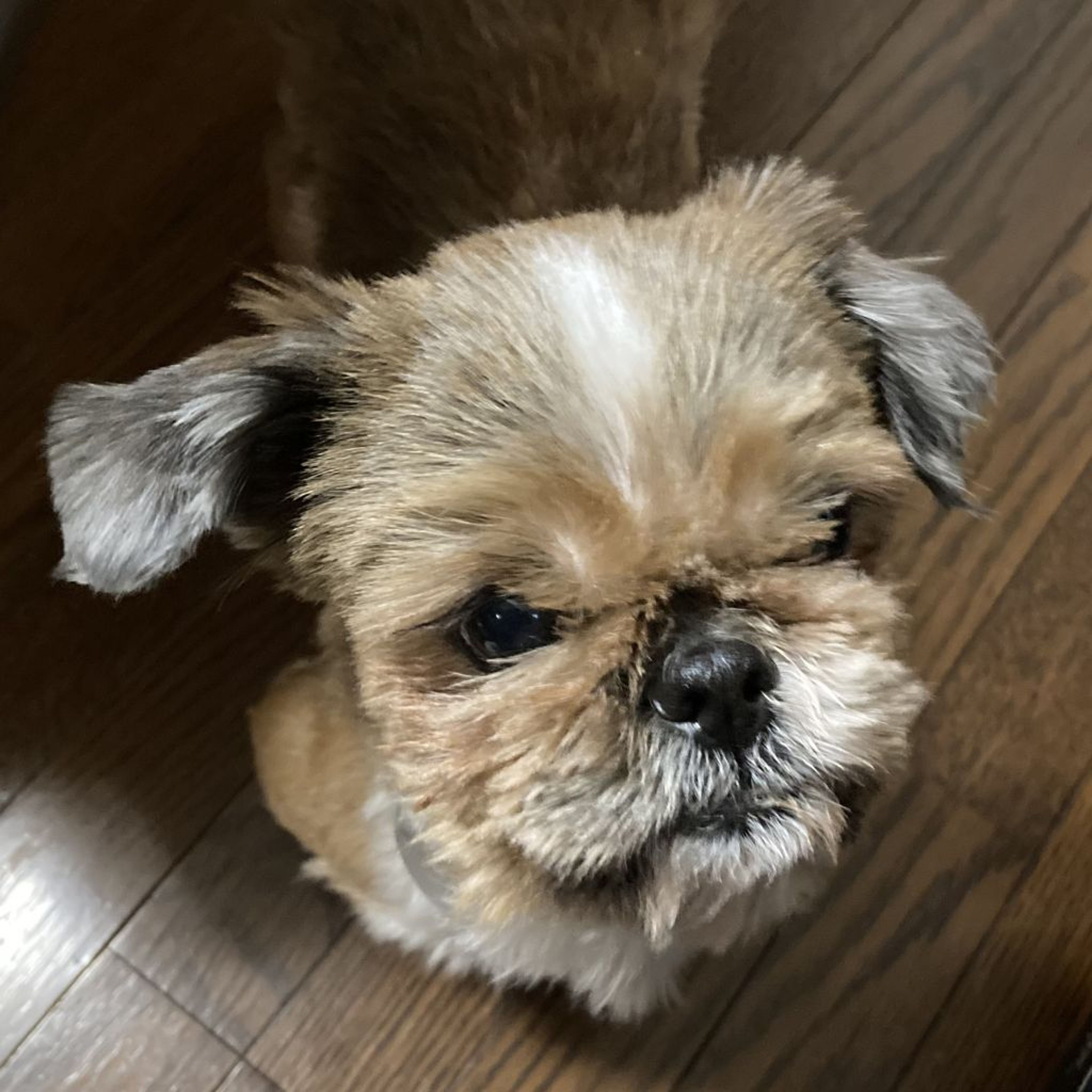 pet-image-2