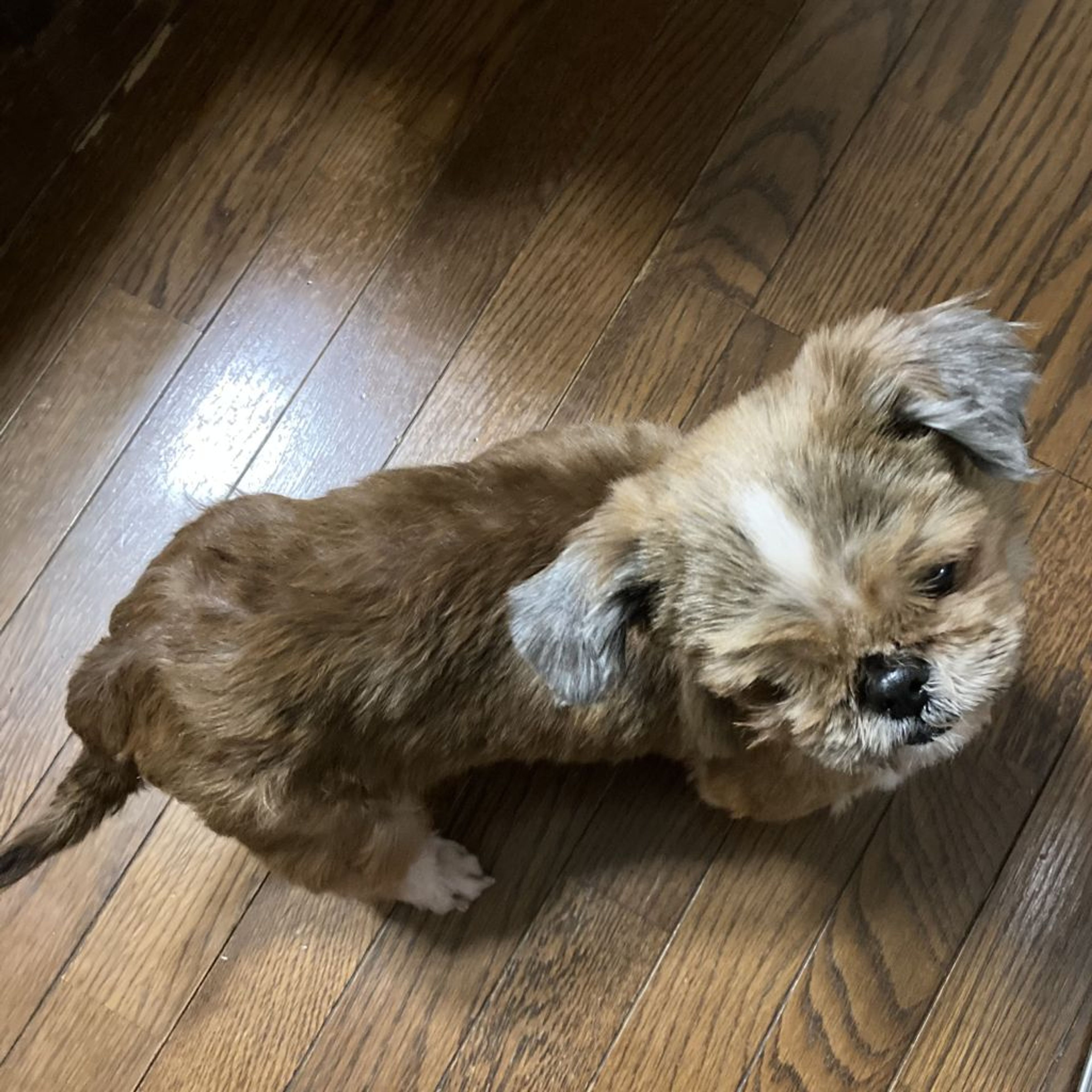 pet-image-3