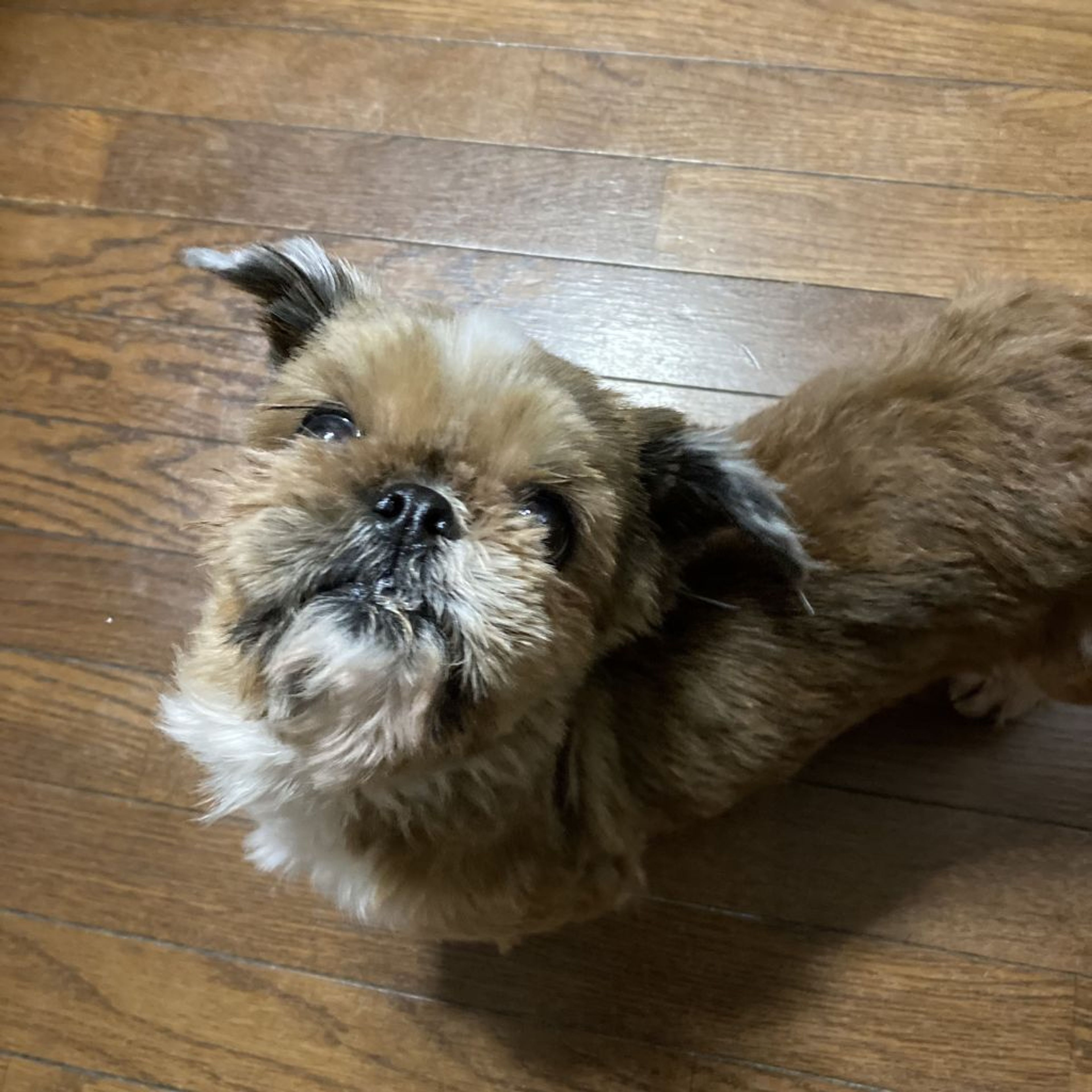 pet-image-4