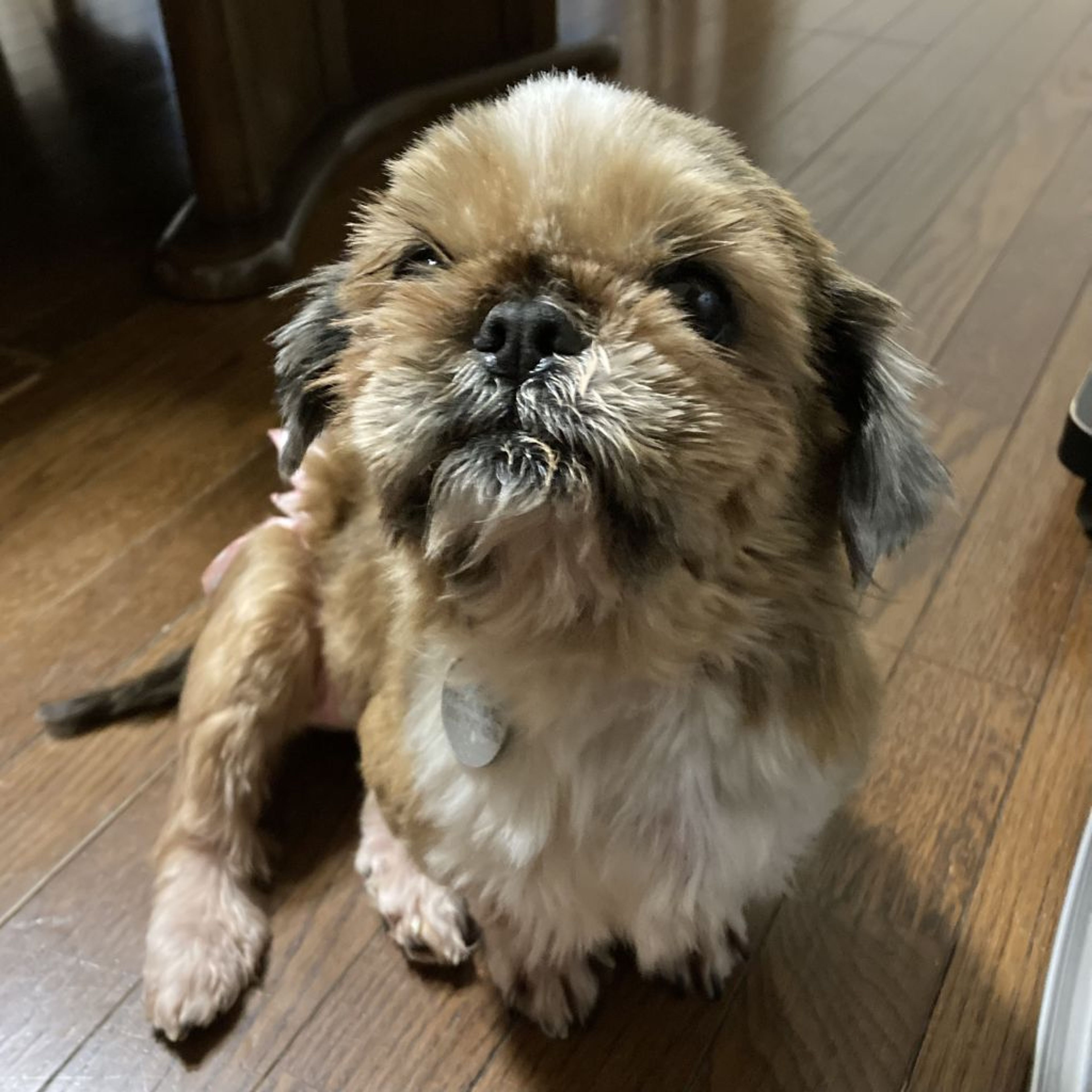 pet-image-5