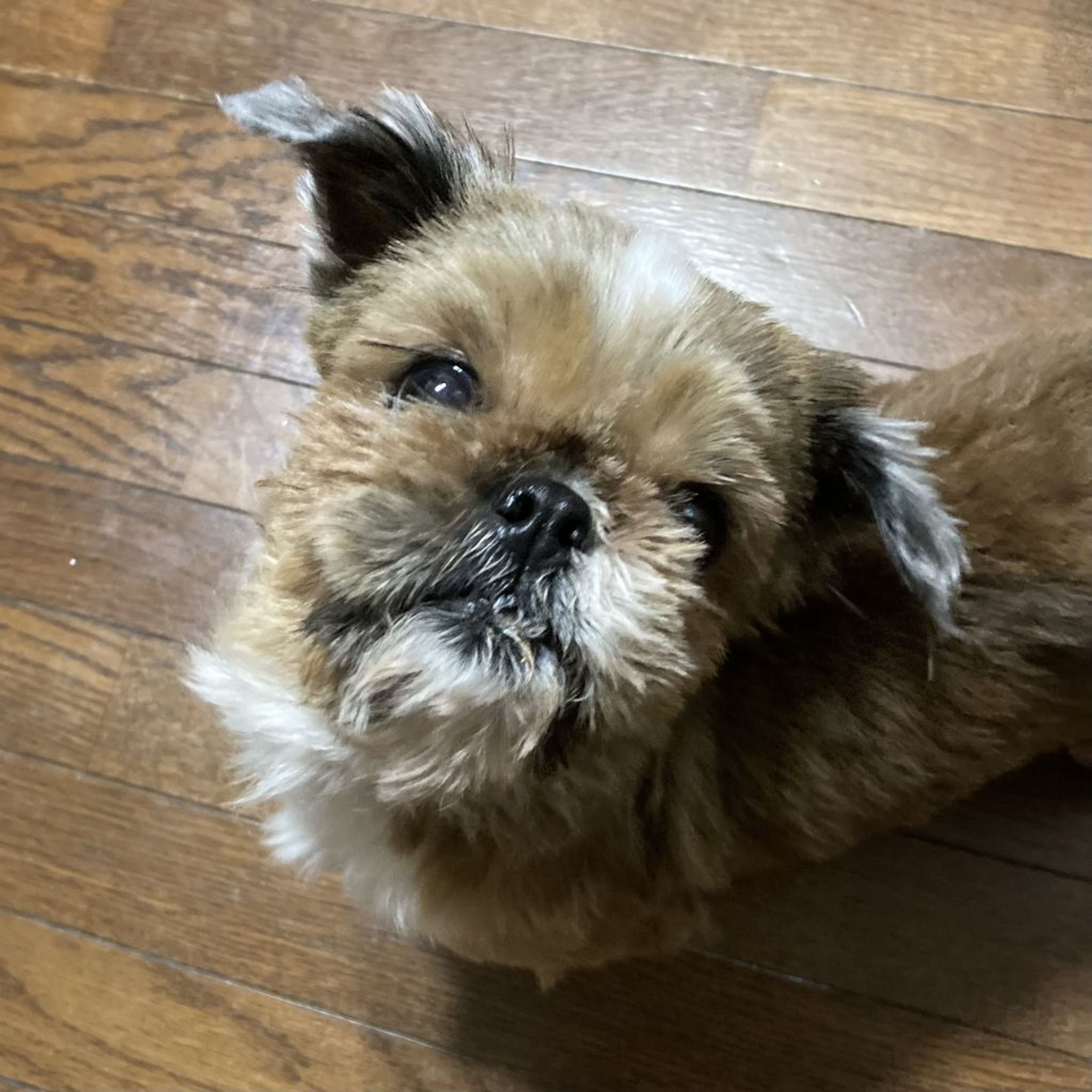 pet-image-6