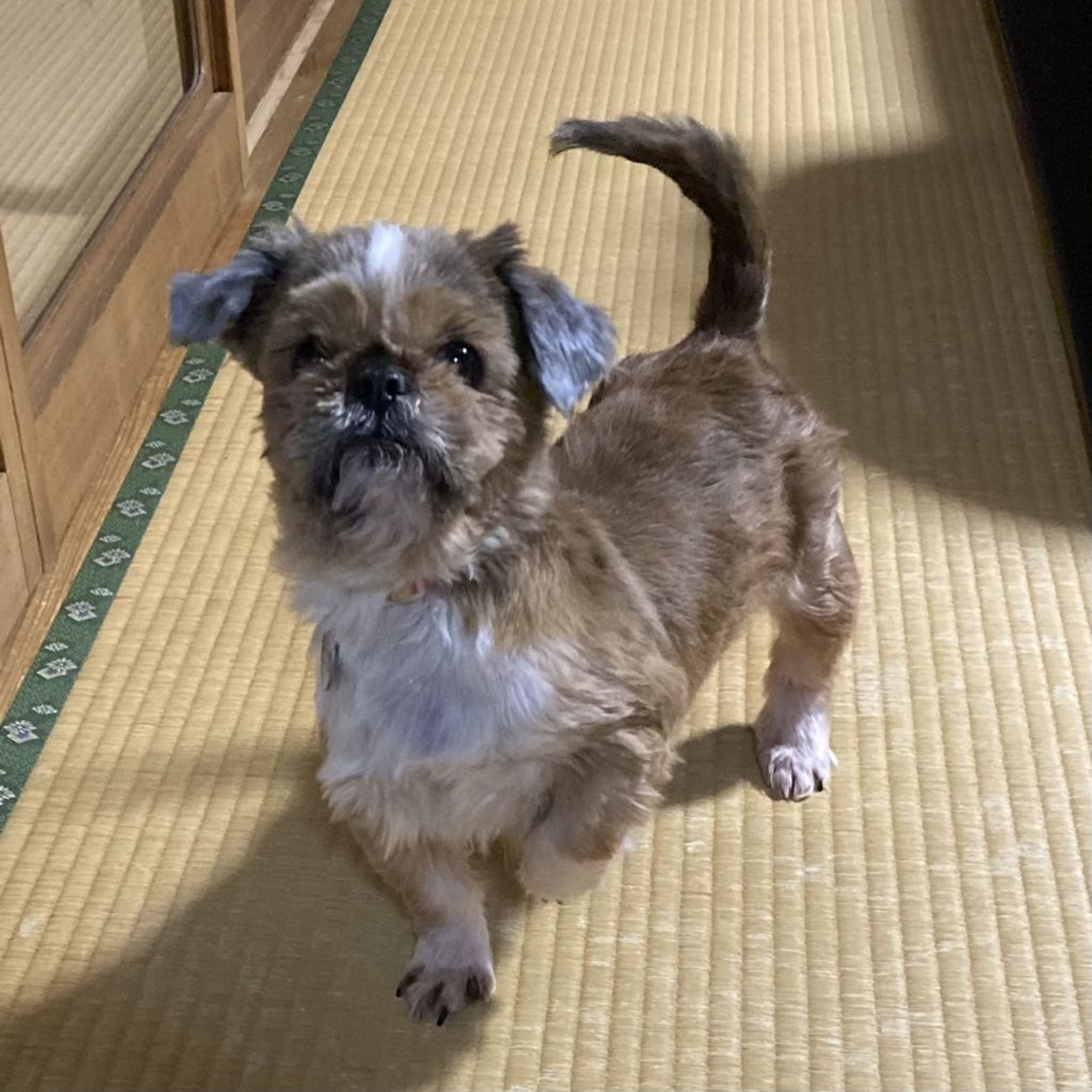 pet-image-7