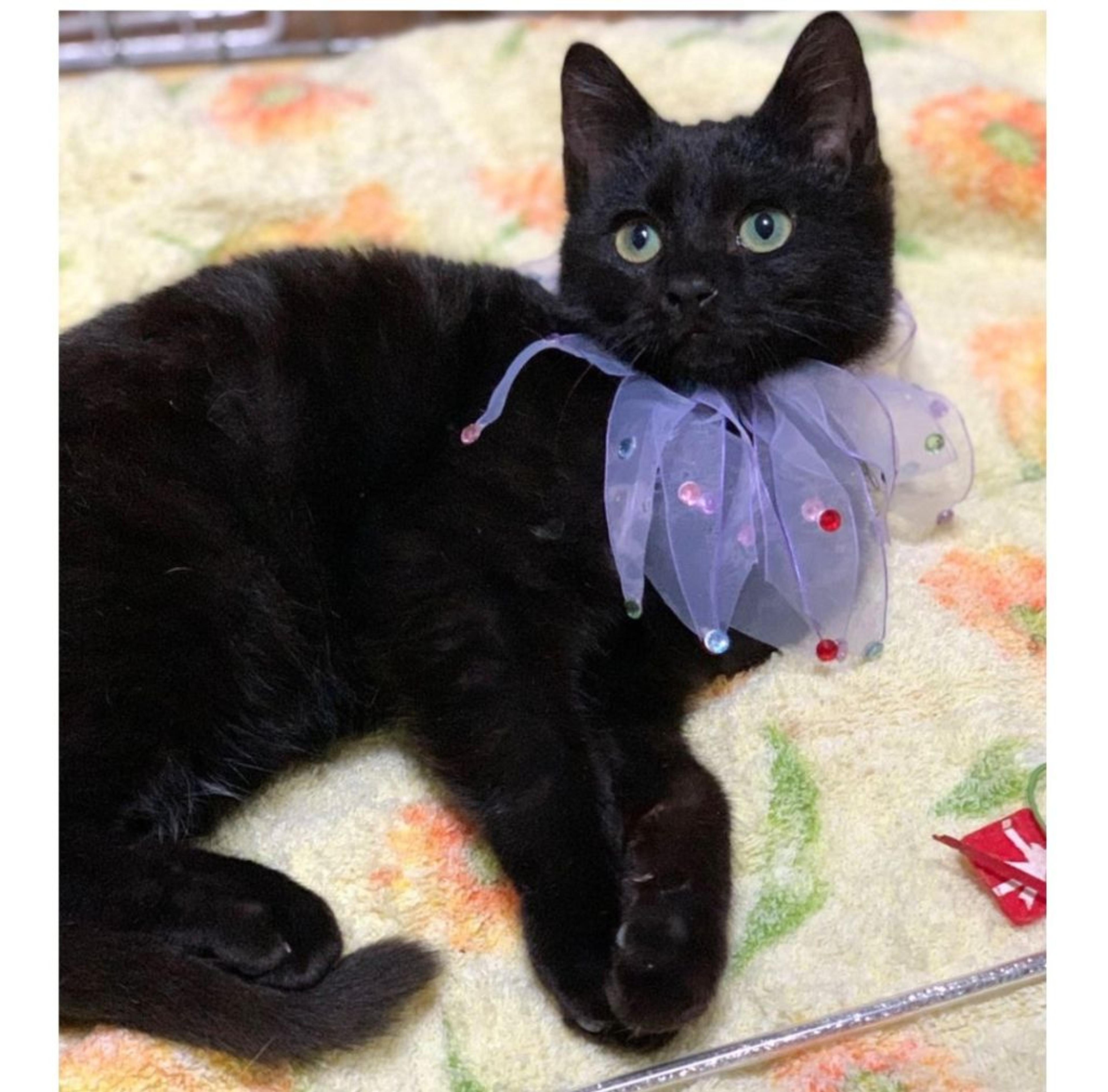 pet-image-2