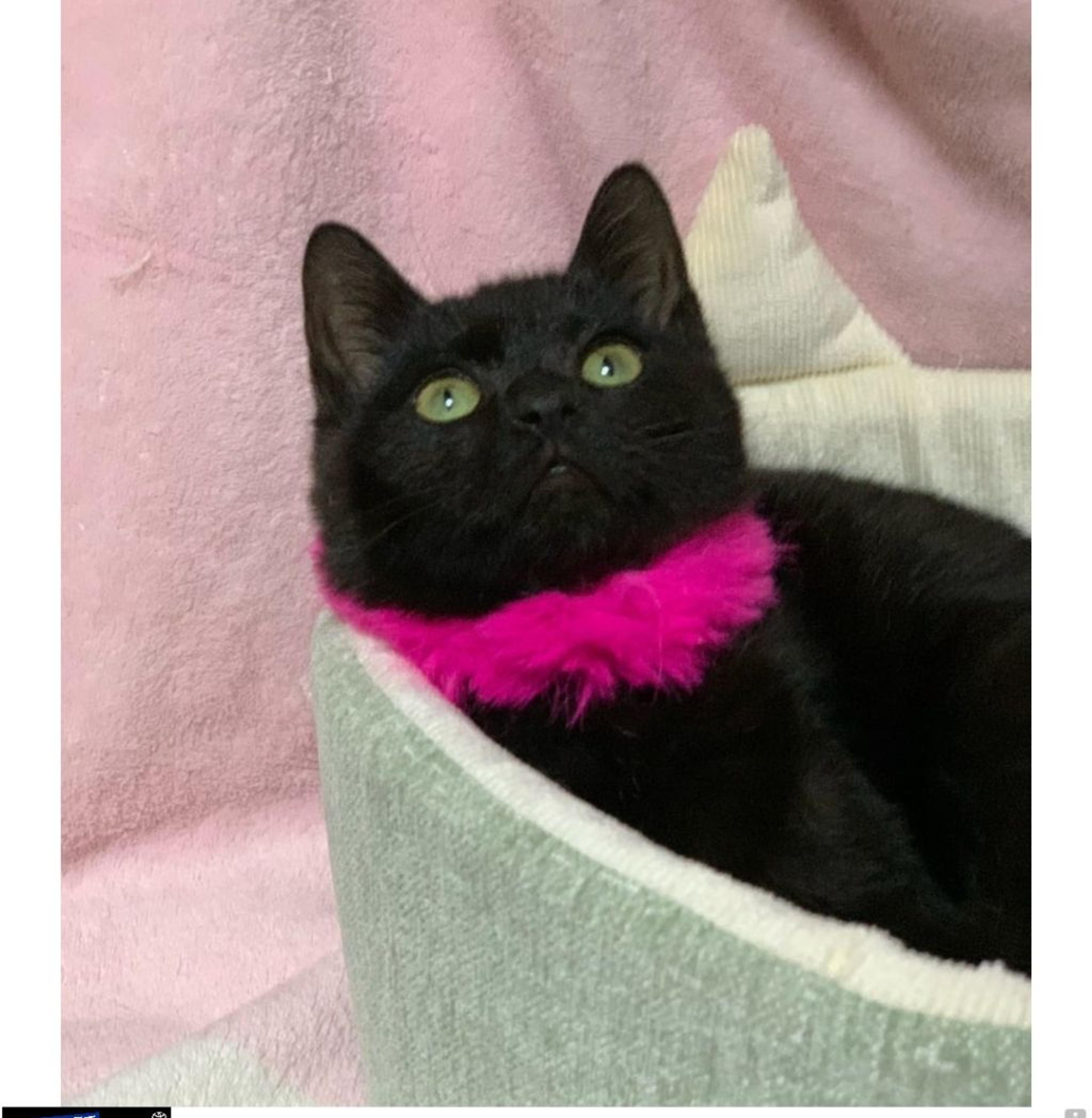 pet-image-3