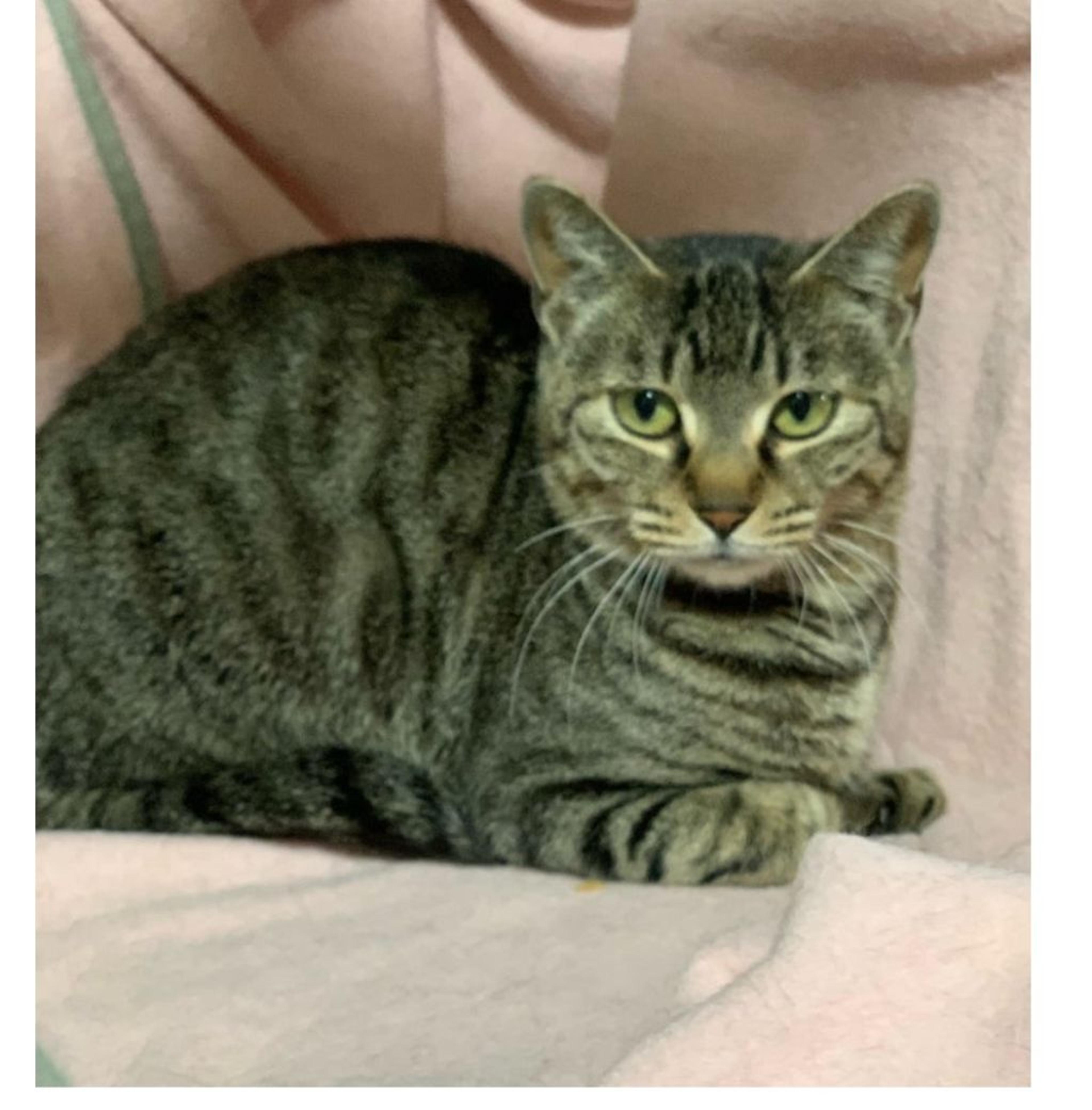 pet-image-2
