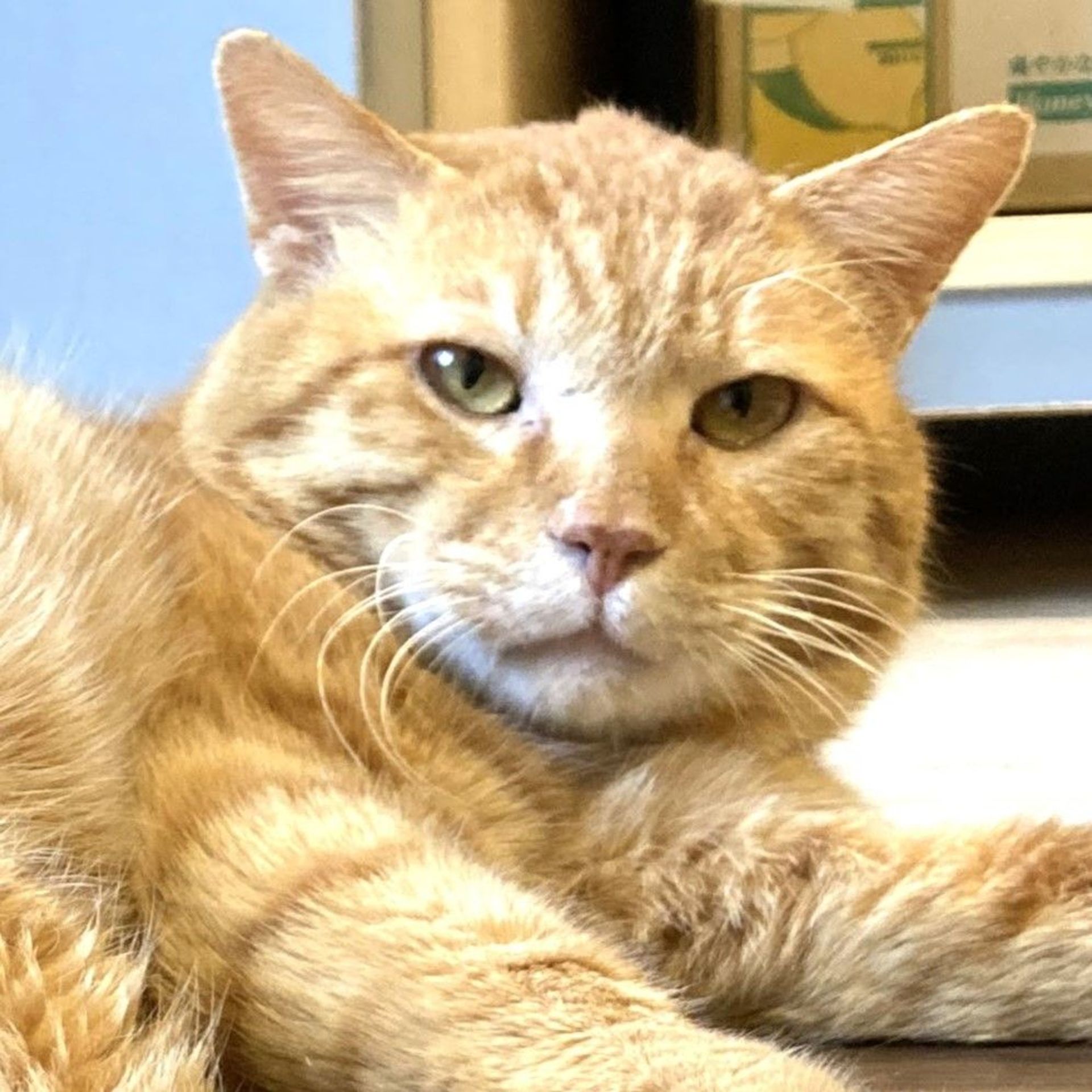 雑種（ミックス猫）・オスの里親募集の写真