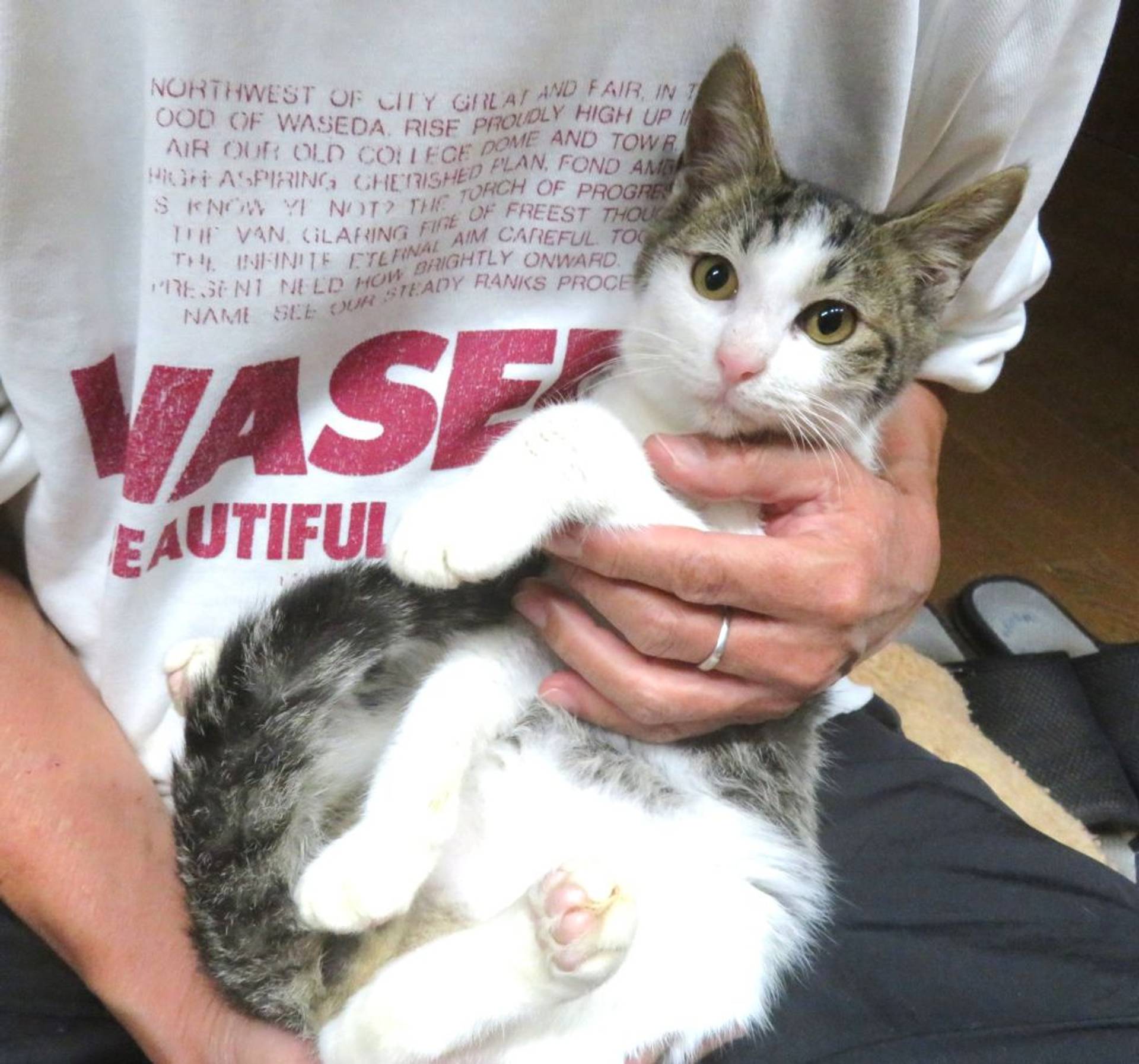 雑種（ミックス猫）・オスの里親募集の写真