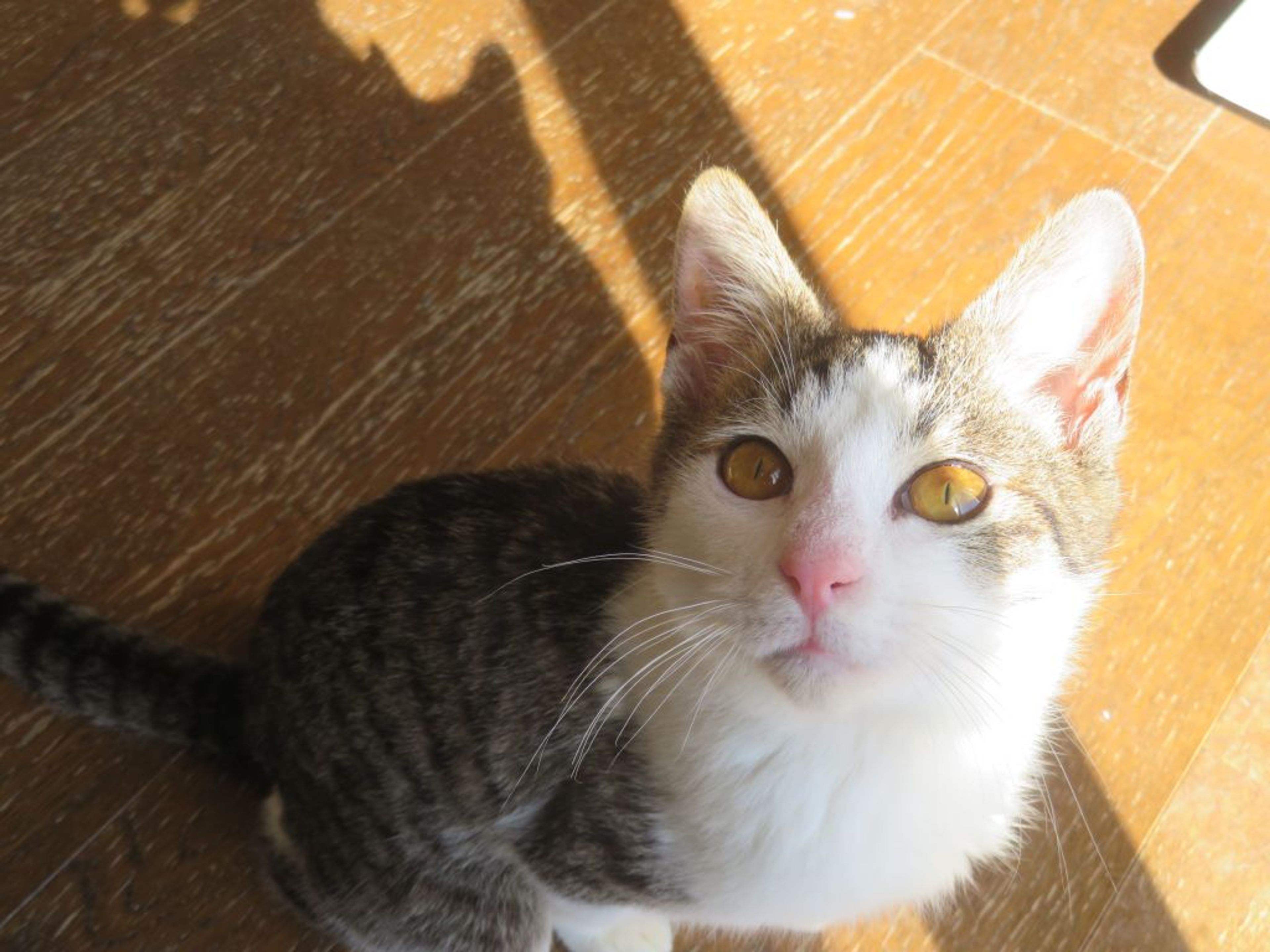 pet-image-5