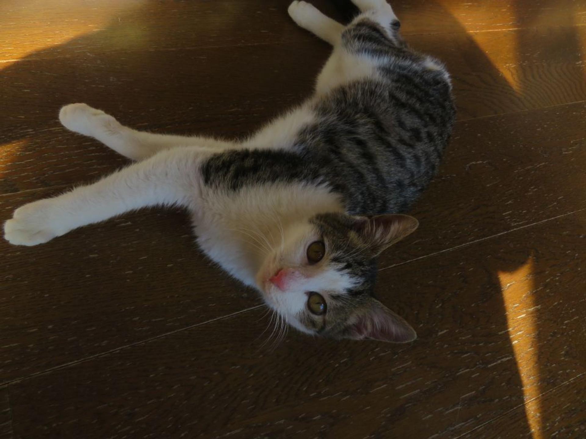 pet-image-6