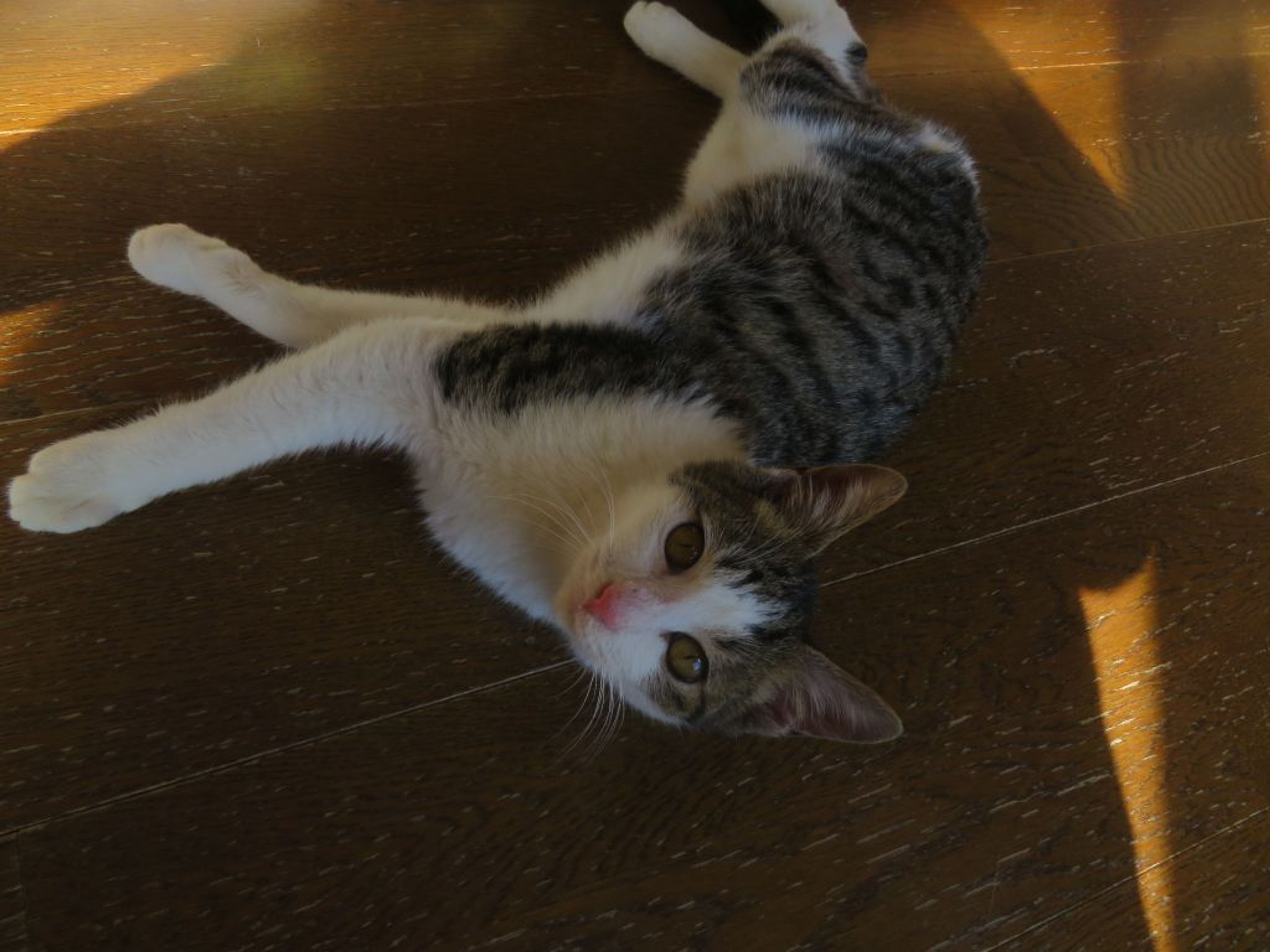 pet-image-6