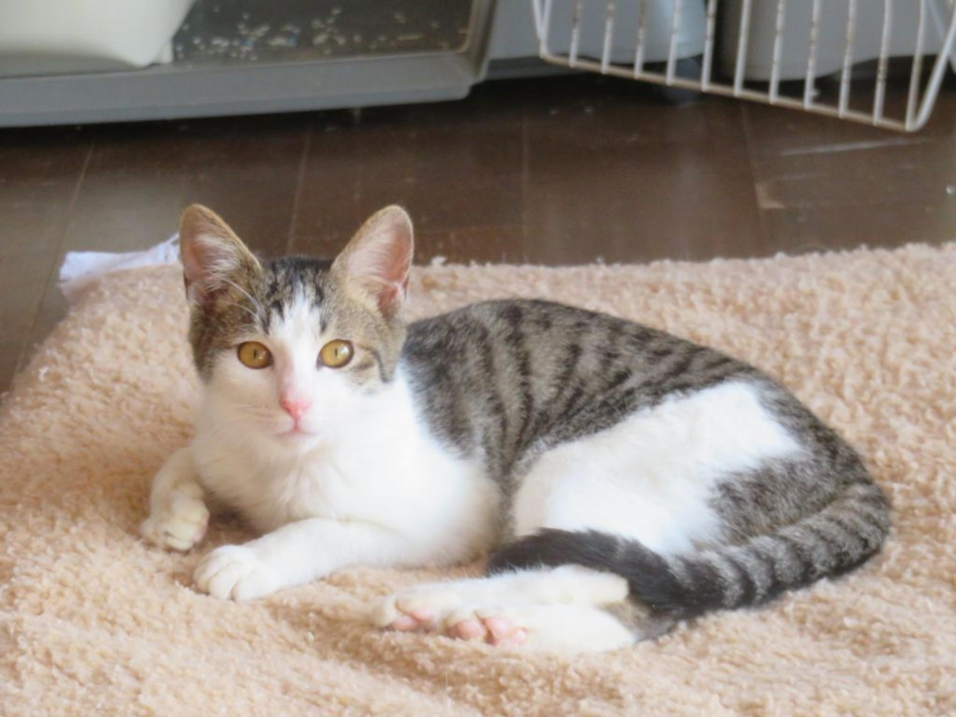 pet-image-7