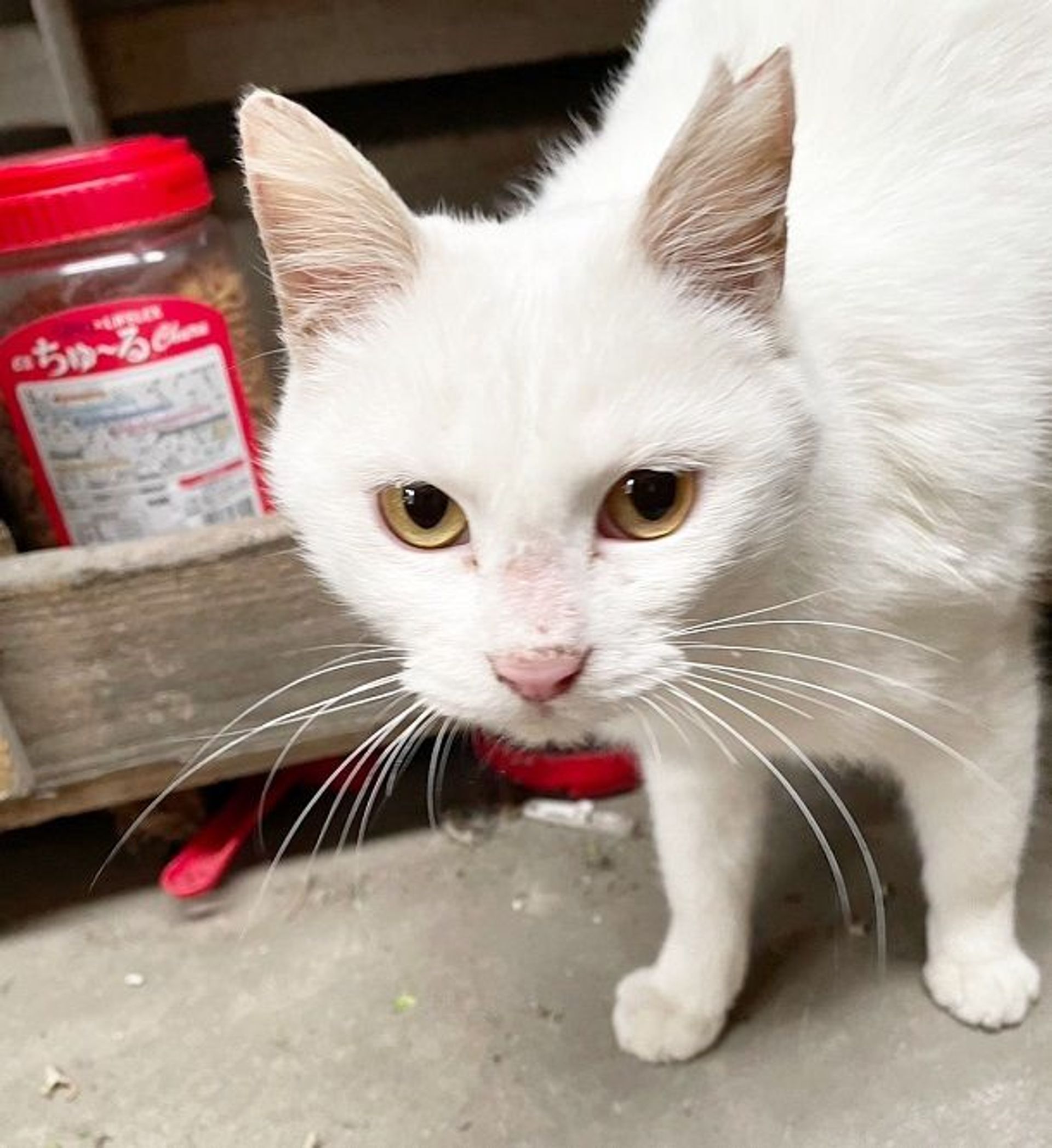 雑種（ミックス猫）・メスの里親募集の写真