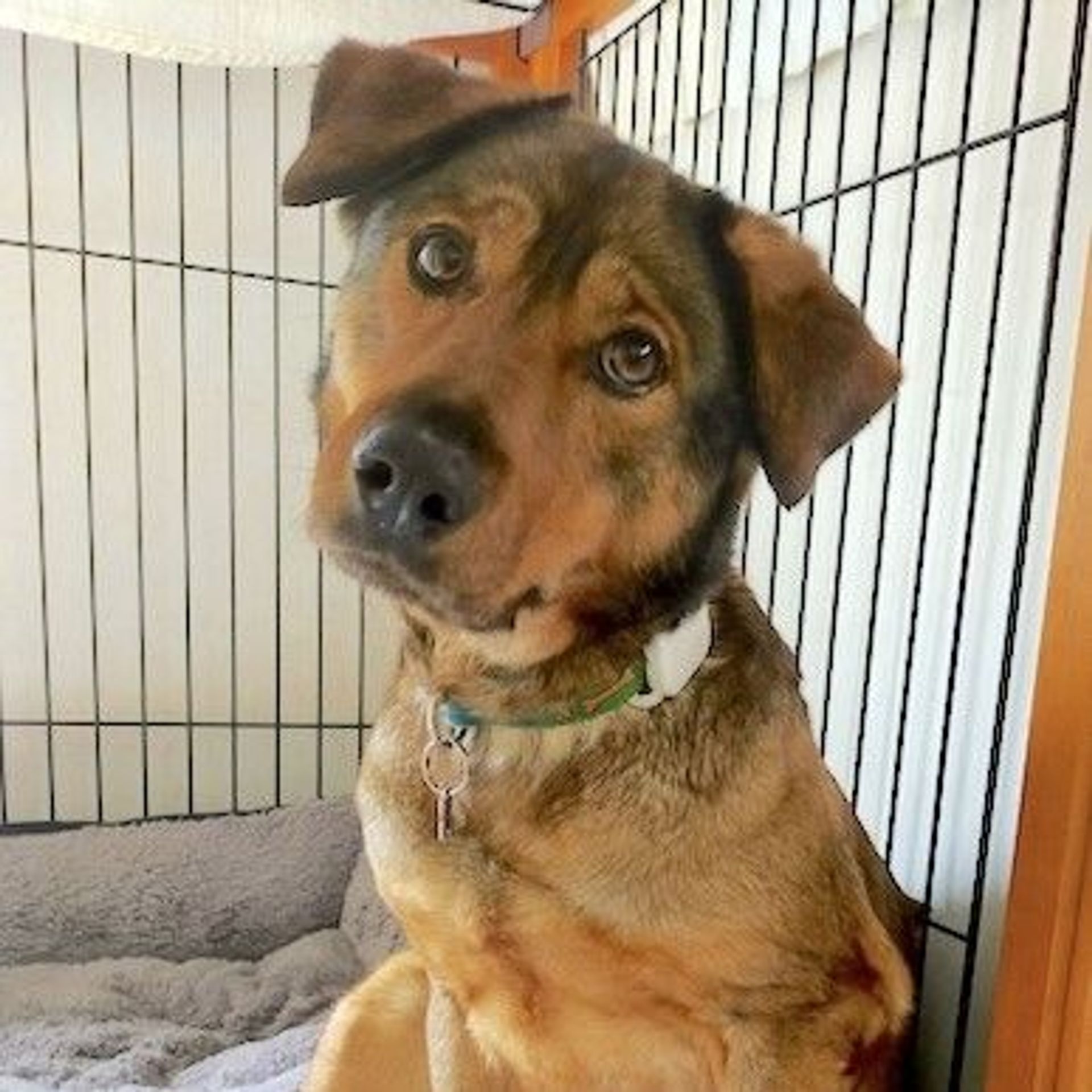雑種（ミックス犬）・メスの里親募集の写真
