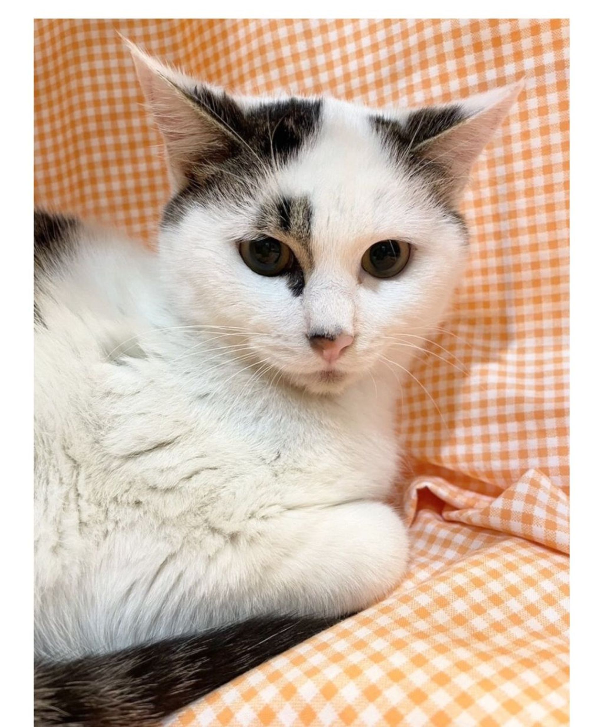 雑種（ミックス猫）・オスの里親募集の写真