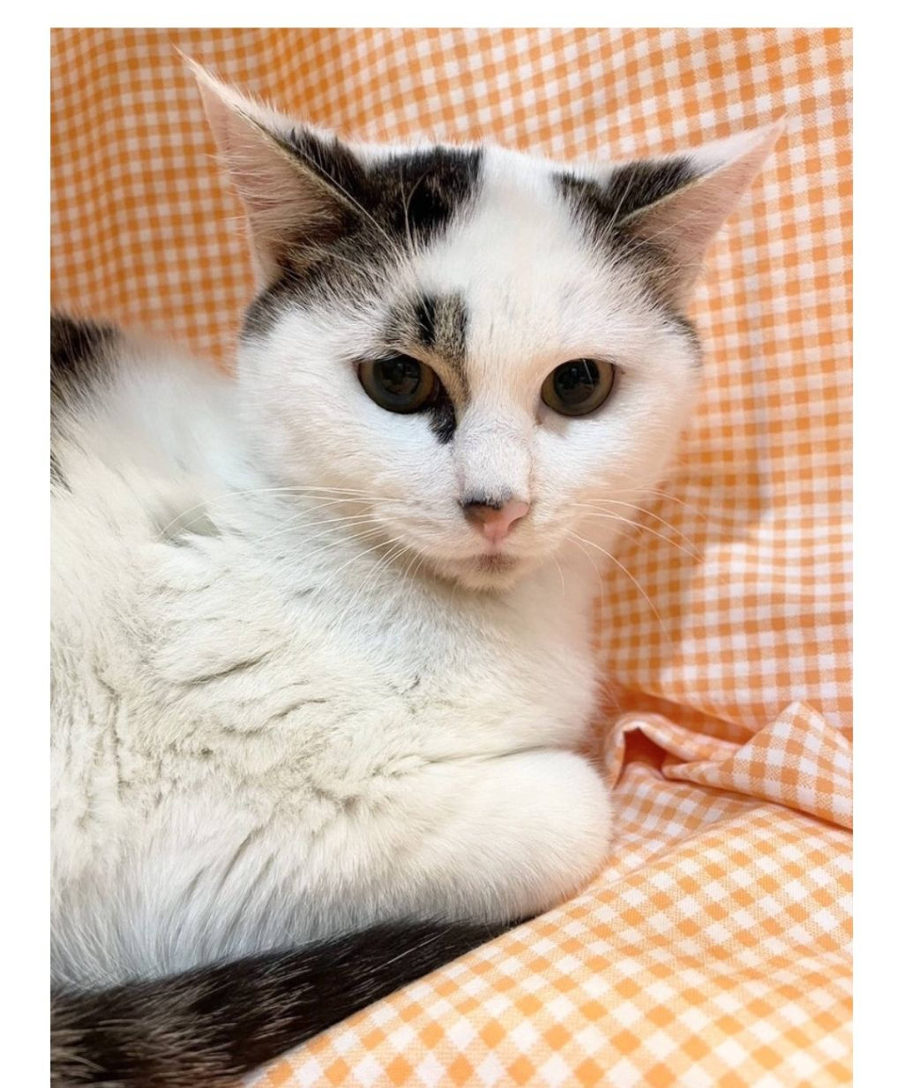 雑種（ミックス猫）・オスの里親募集の写真