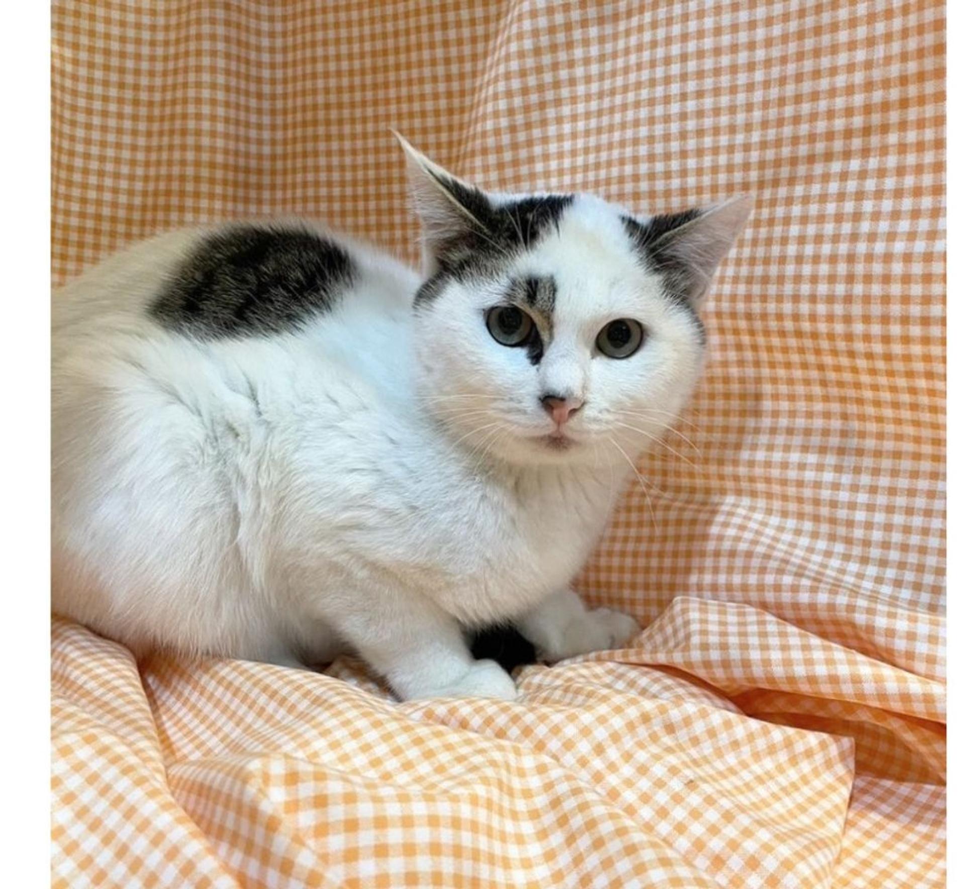 pet-image-2