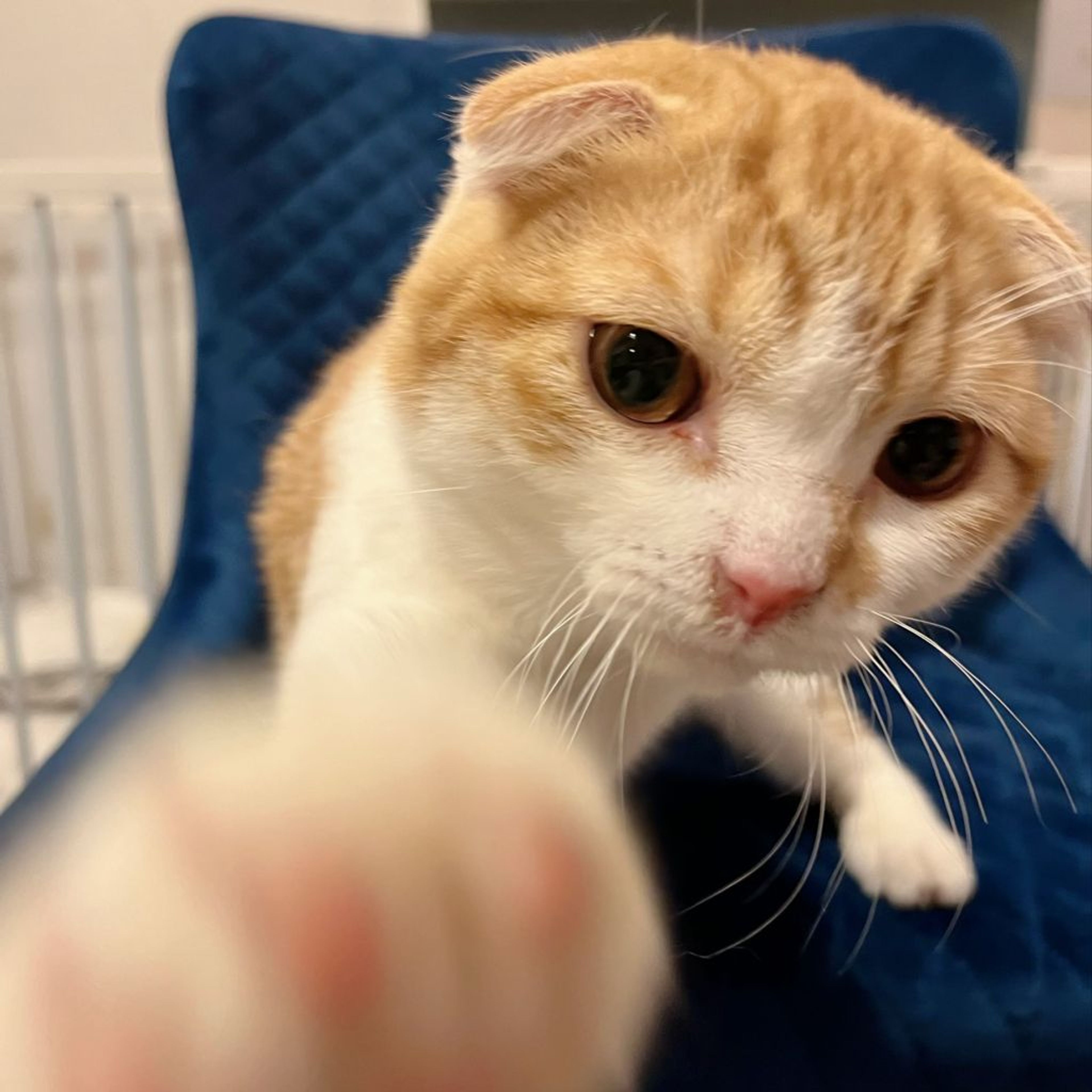 pet-image-4