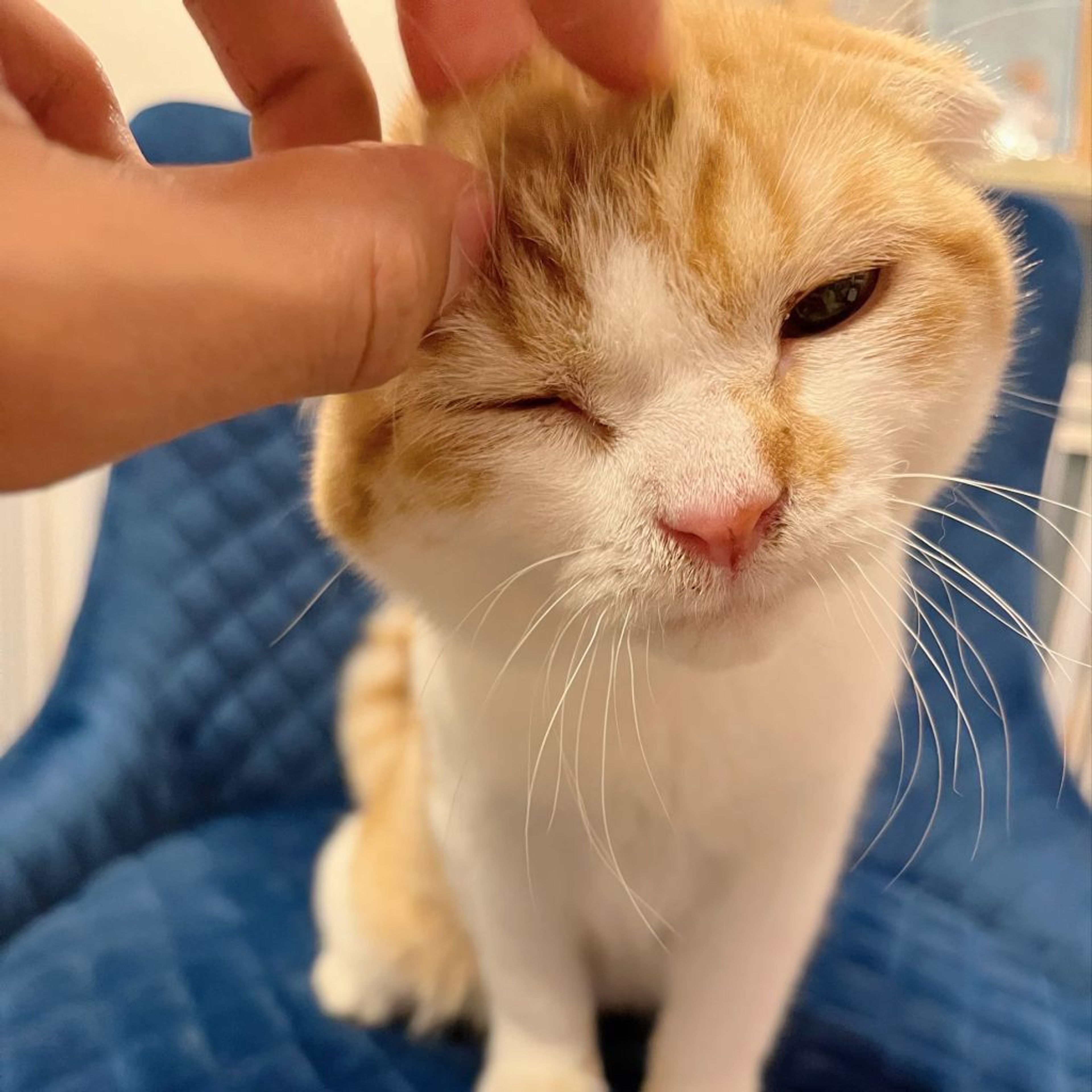 pet-image-5