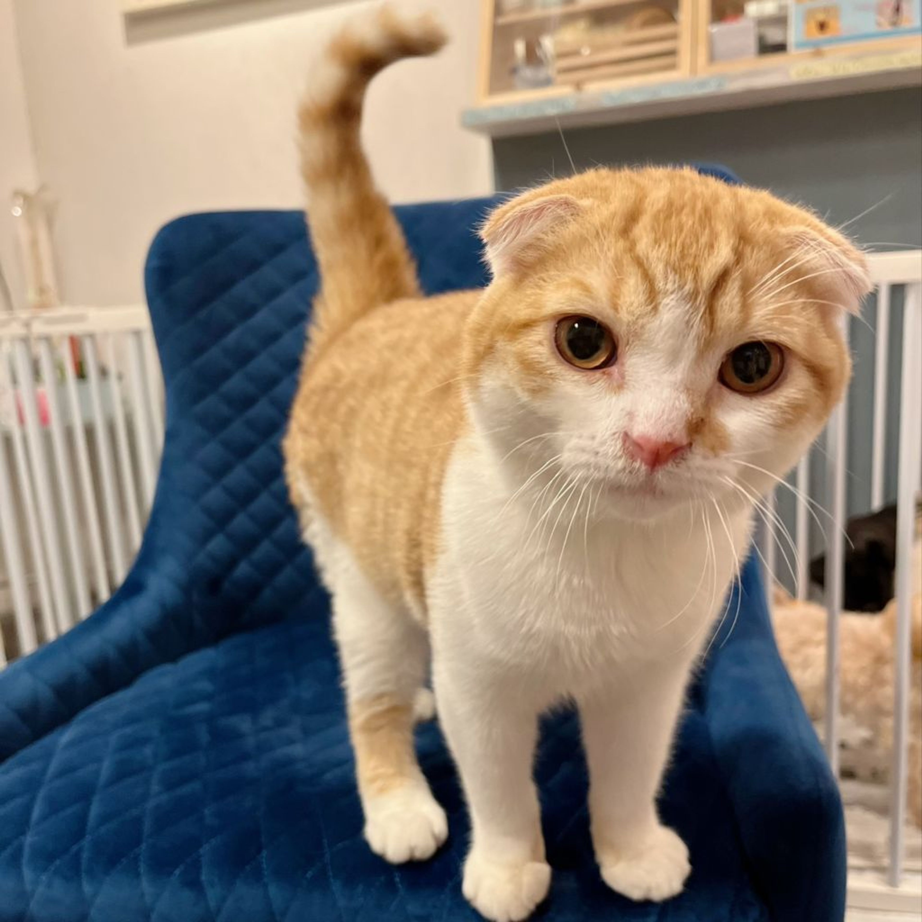 pet-image-6