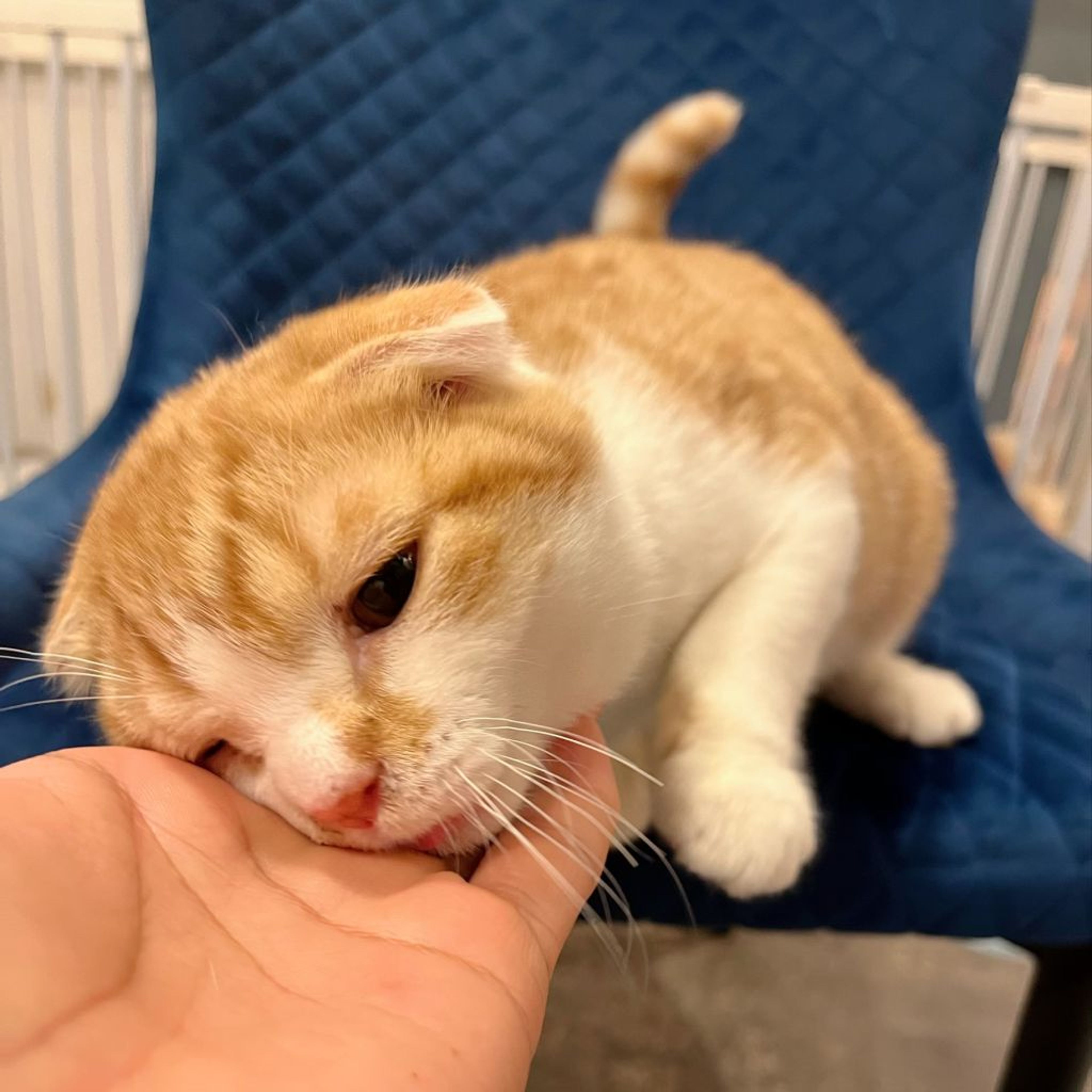pet-image-7