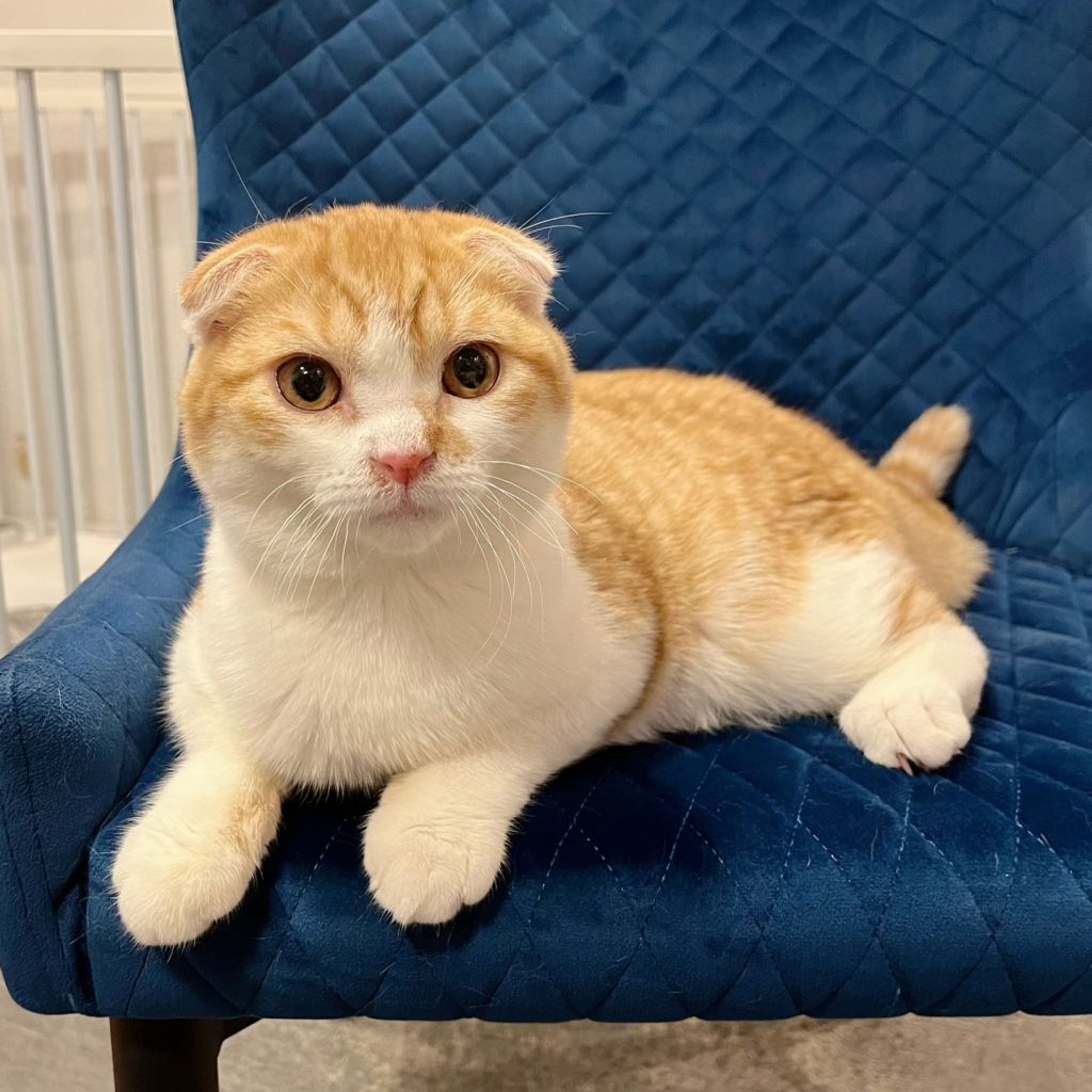 pet-image-8