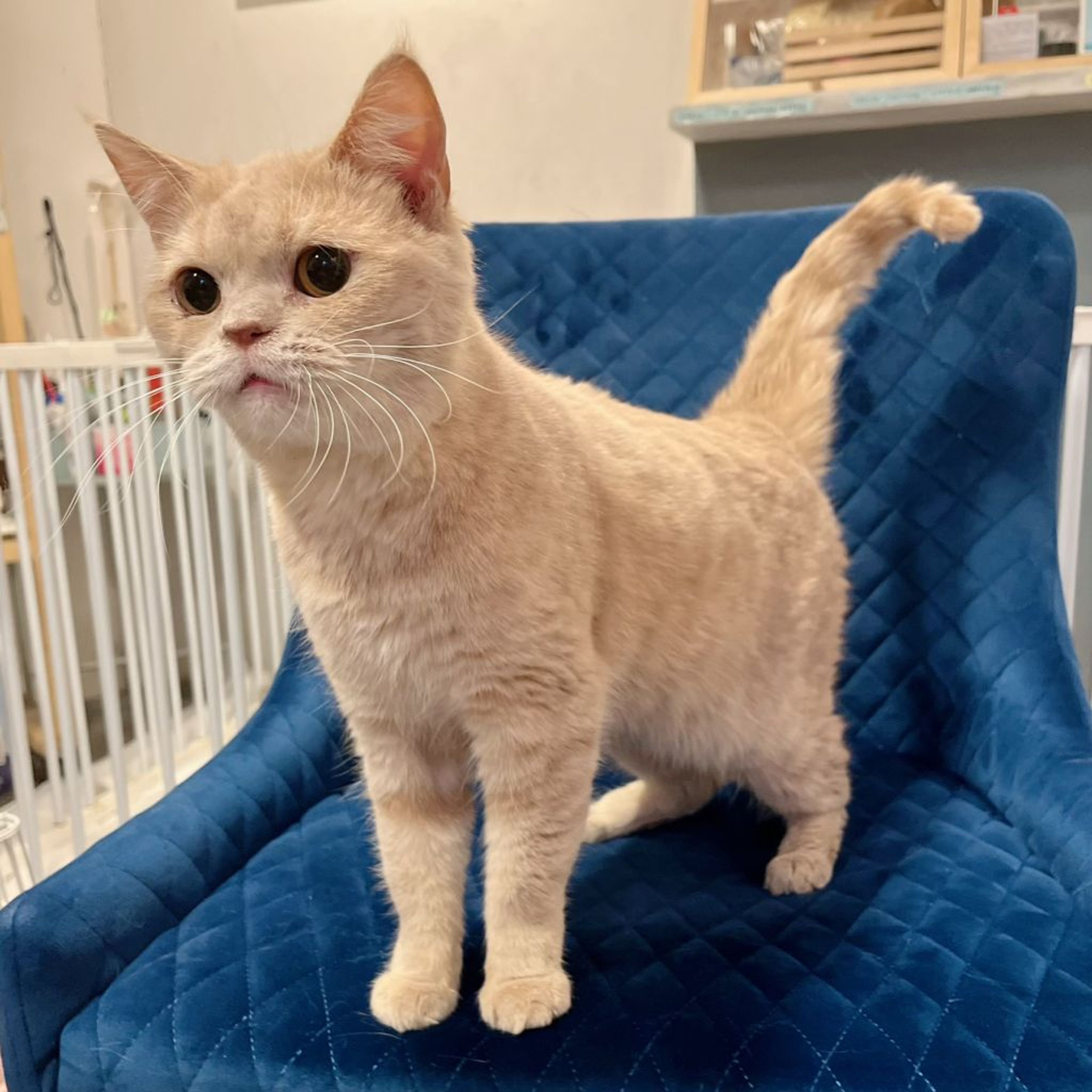 pet-image-3