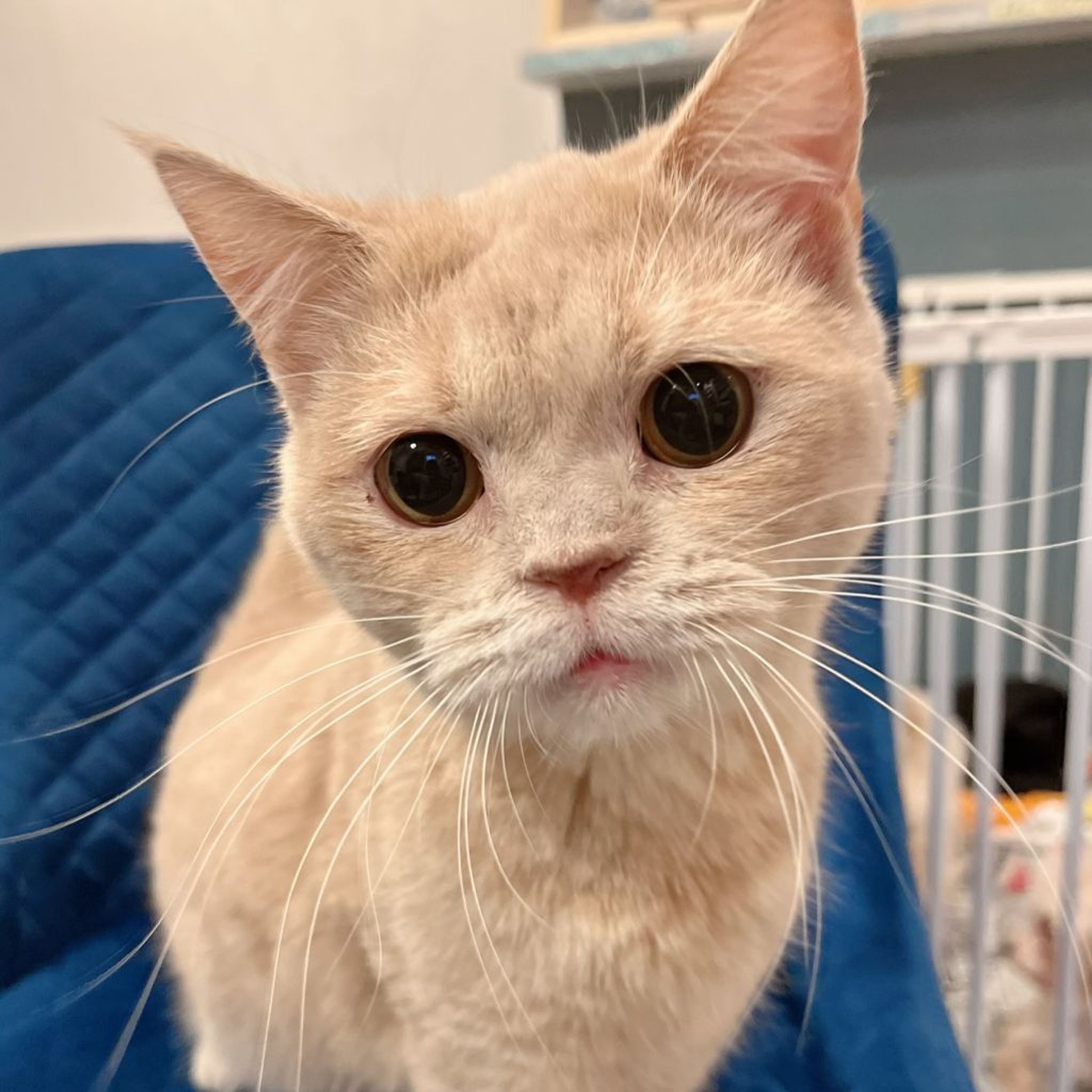 pet-image-4