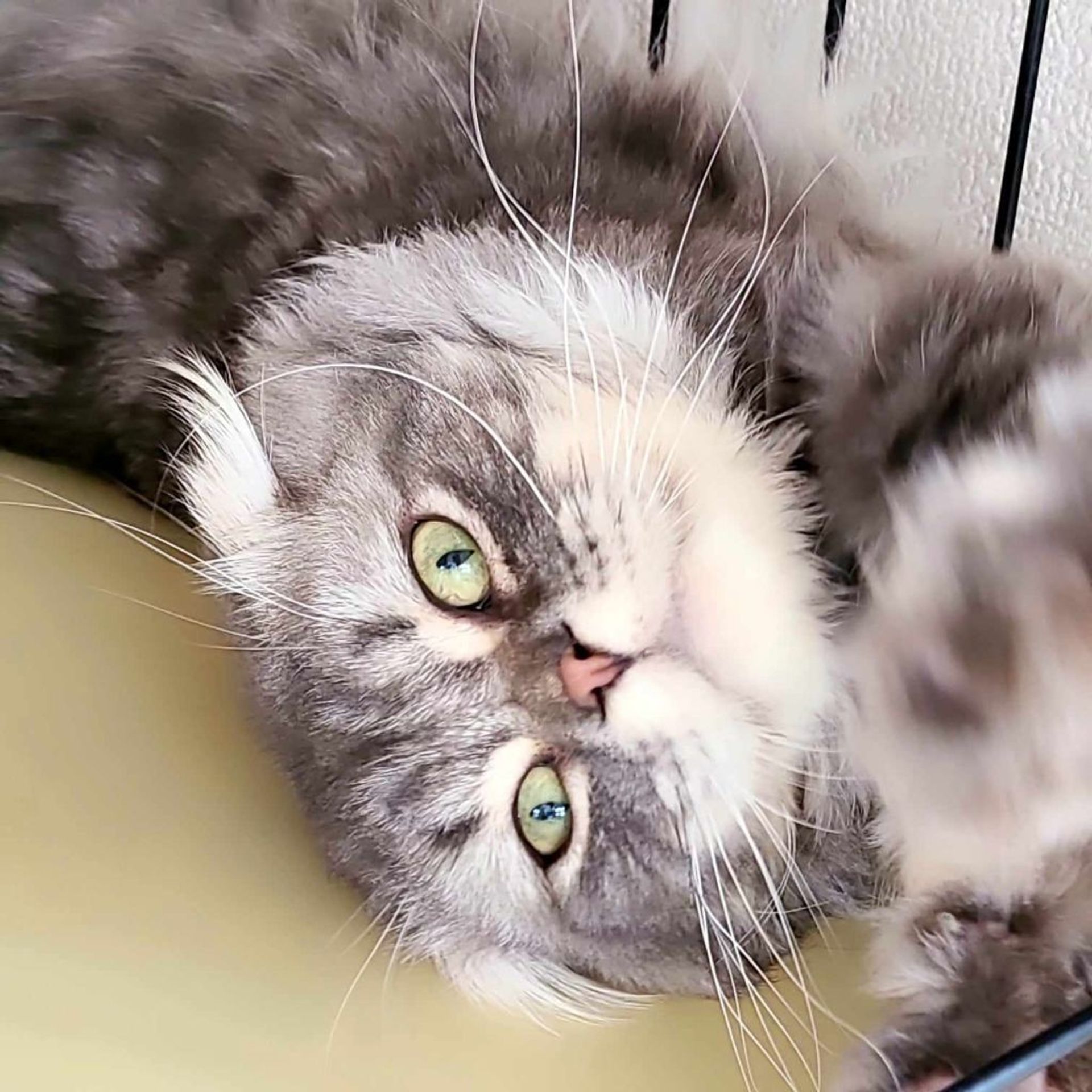 雑種（ミックス猫）・オスの里親募集の写真
