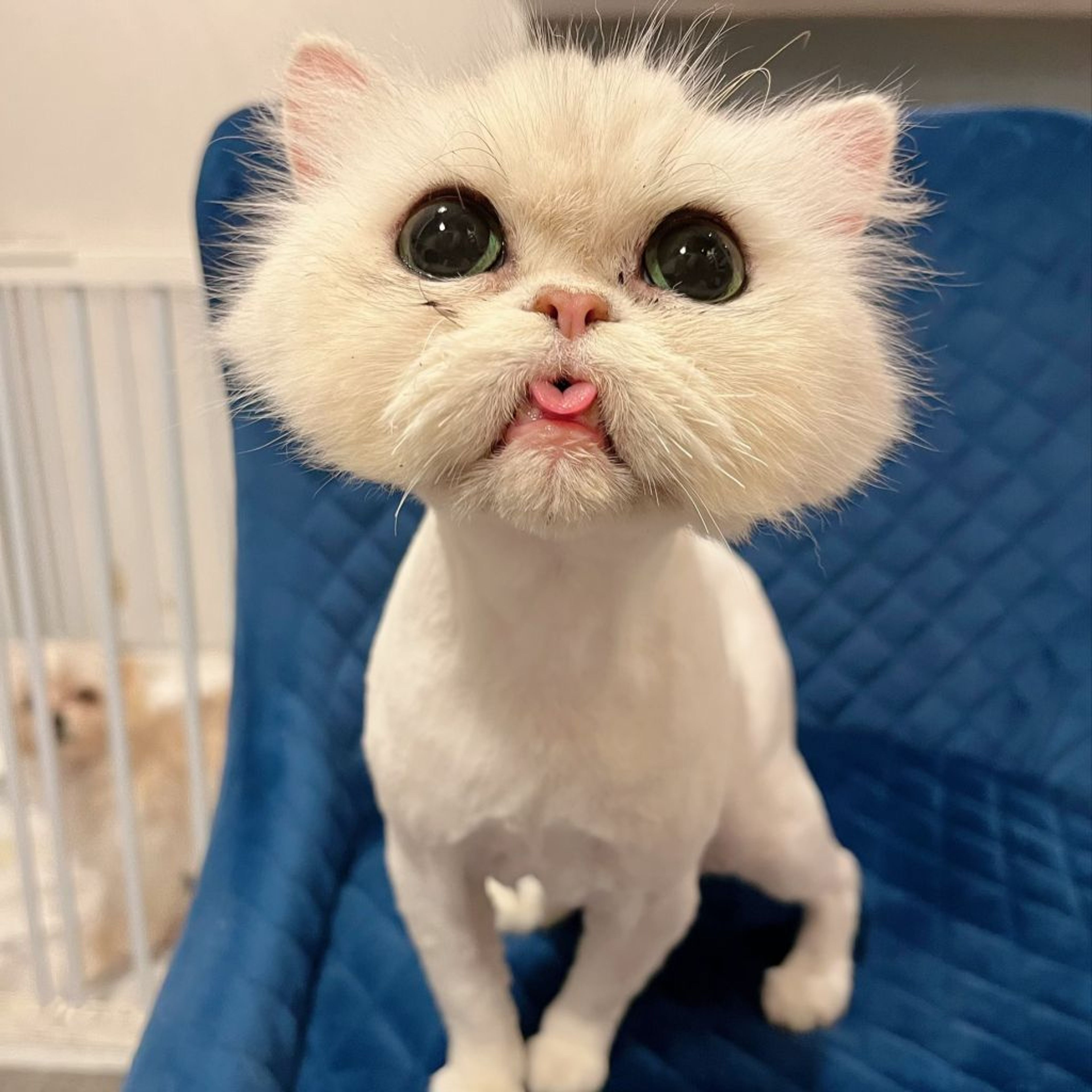 ペルシャ・メスの里親募集の写真
