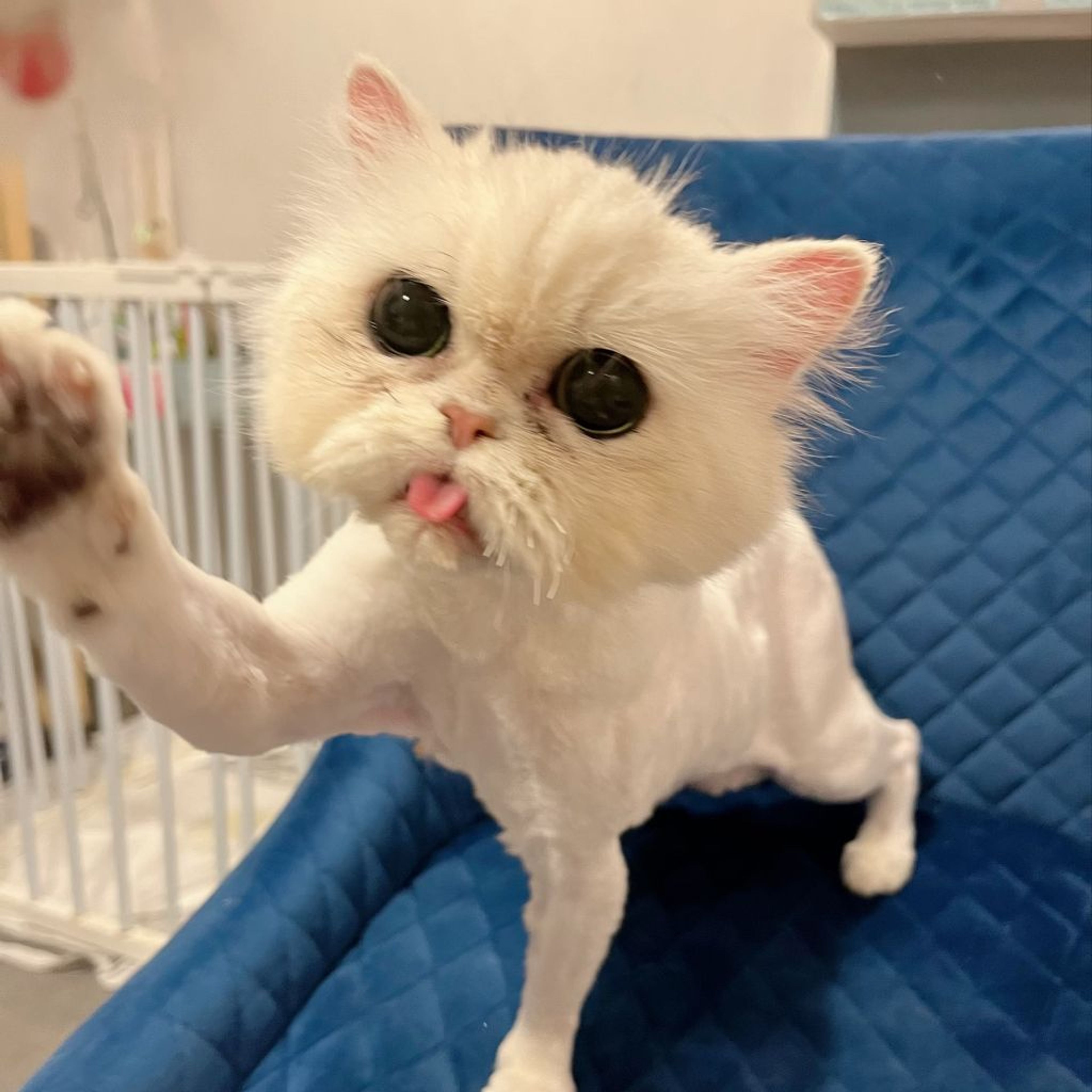 pet-image-6