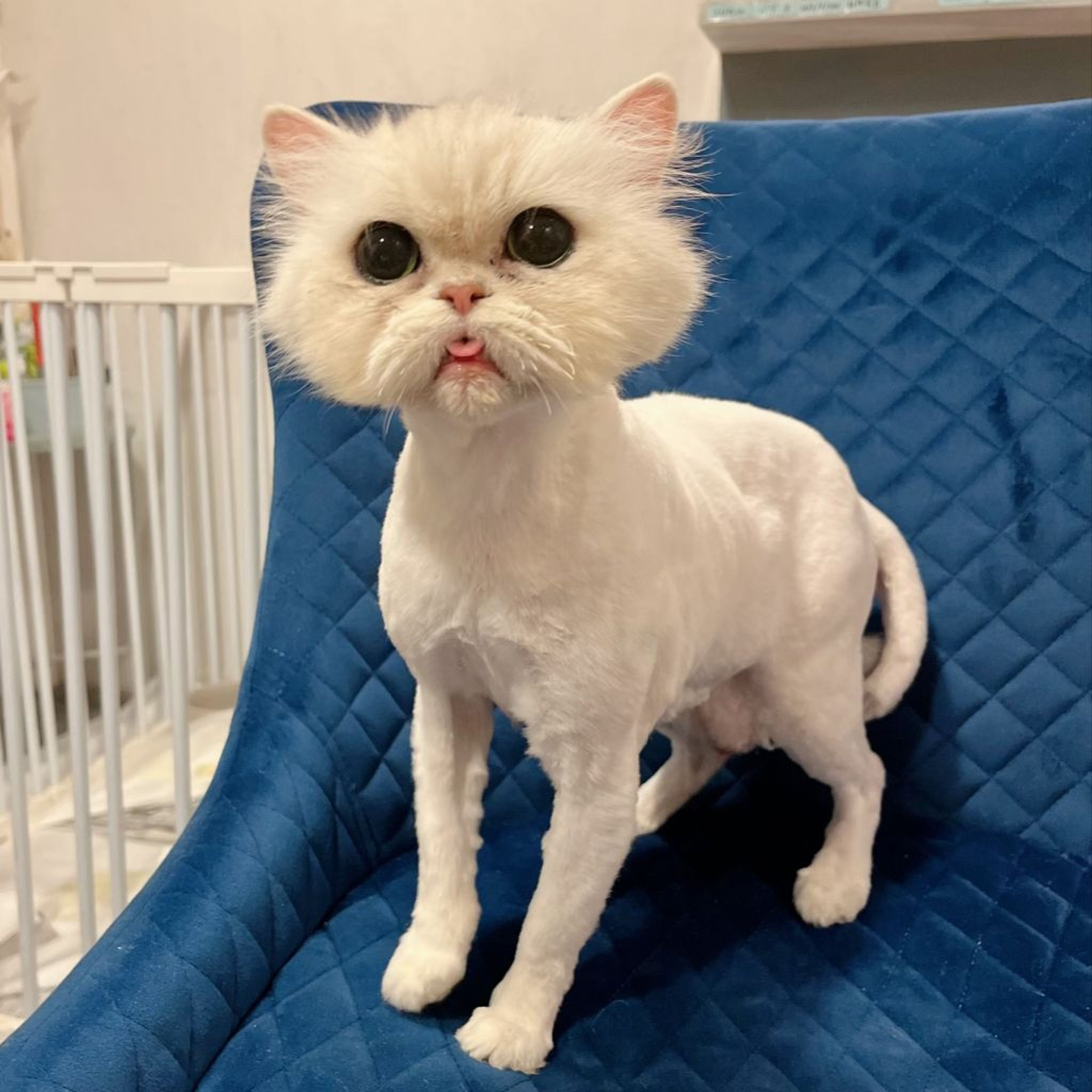 pet-image-9