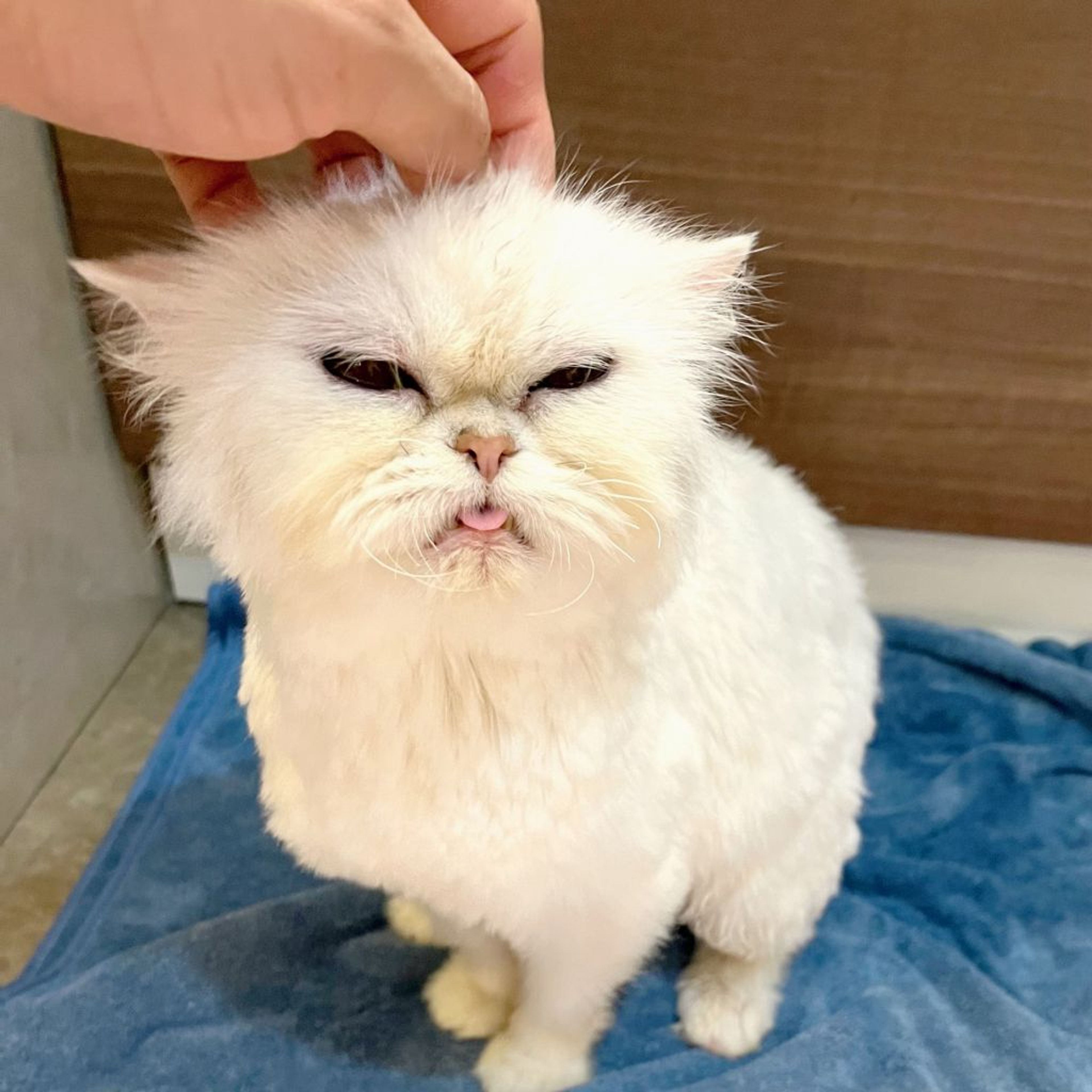 pet-image-4