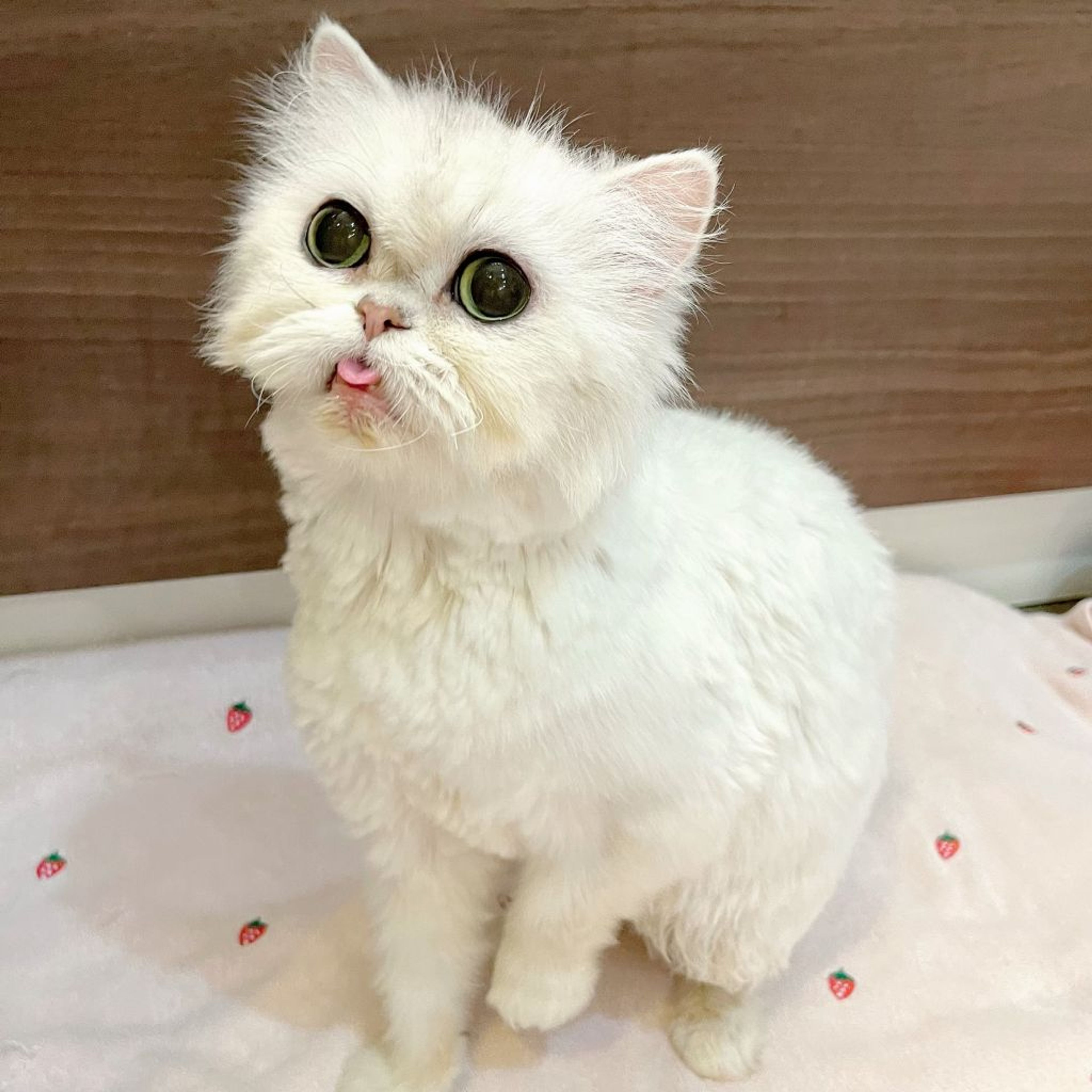 pet-image-7