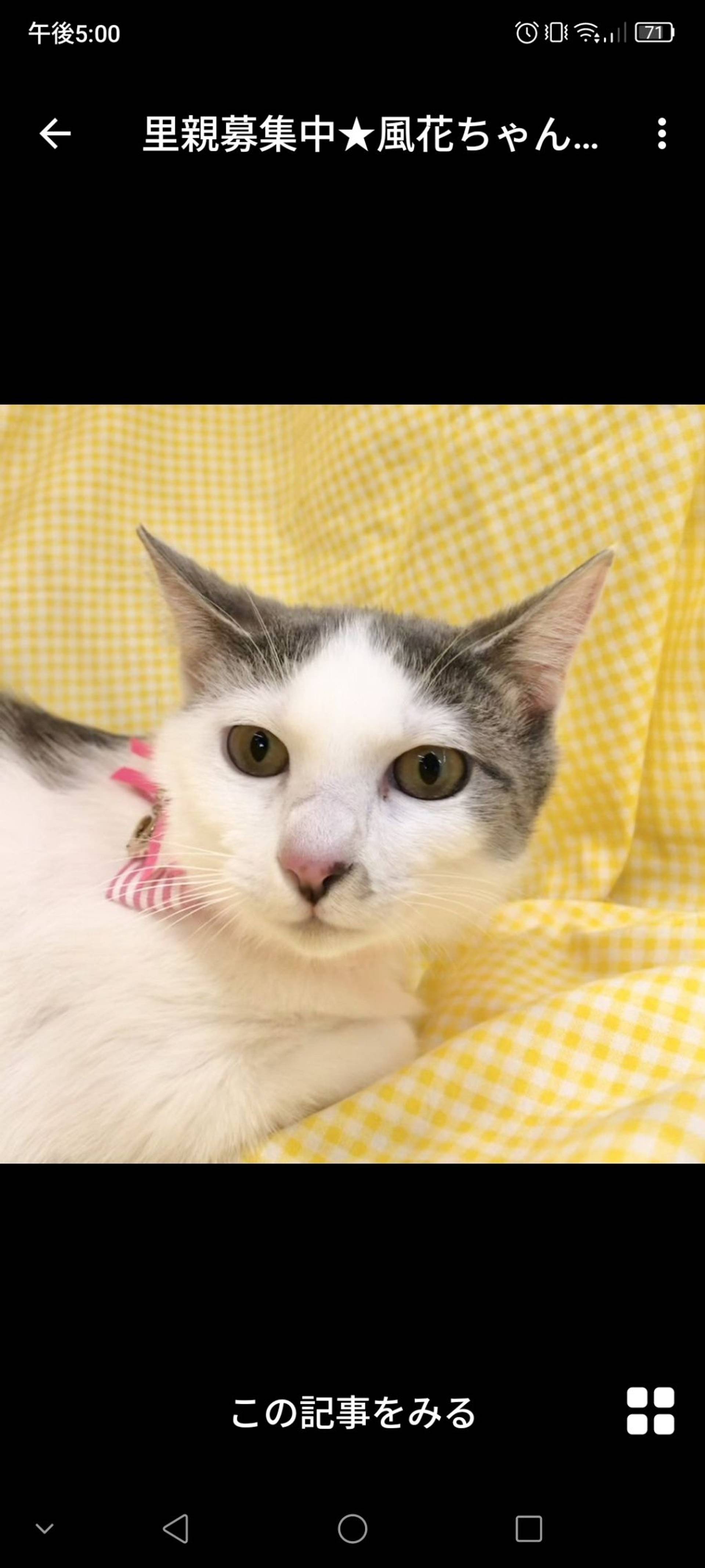 雑種（ミックス猫）・メスの里親募集の写真