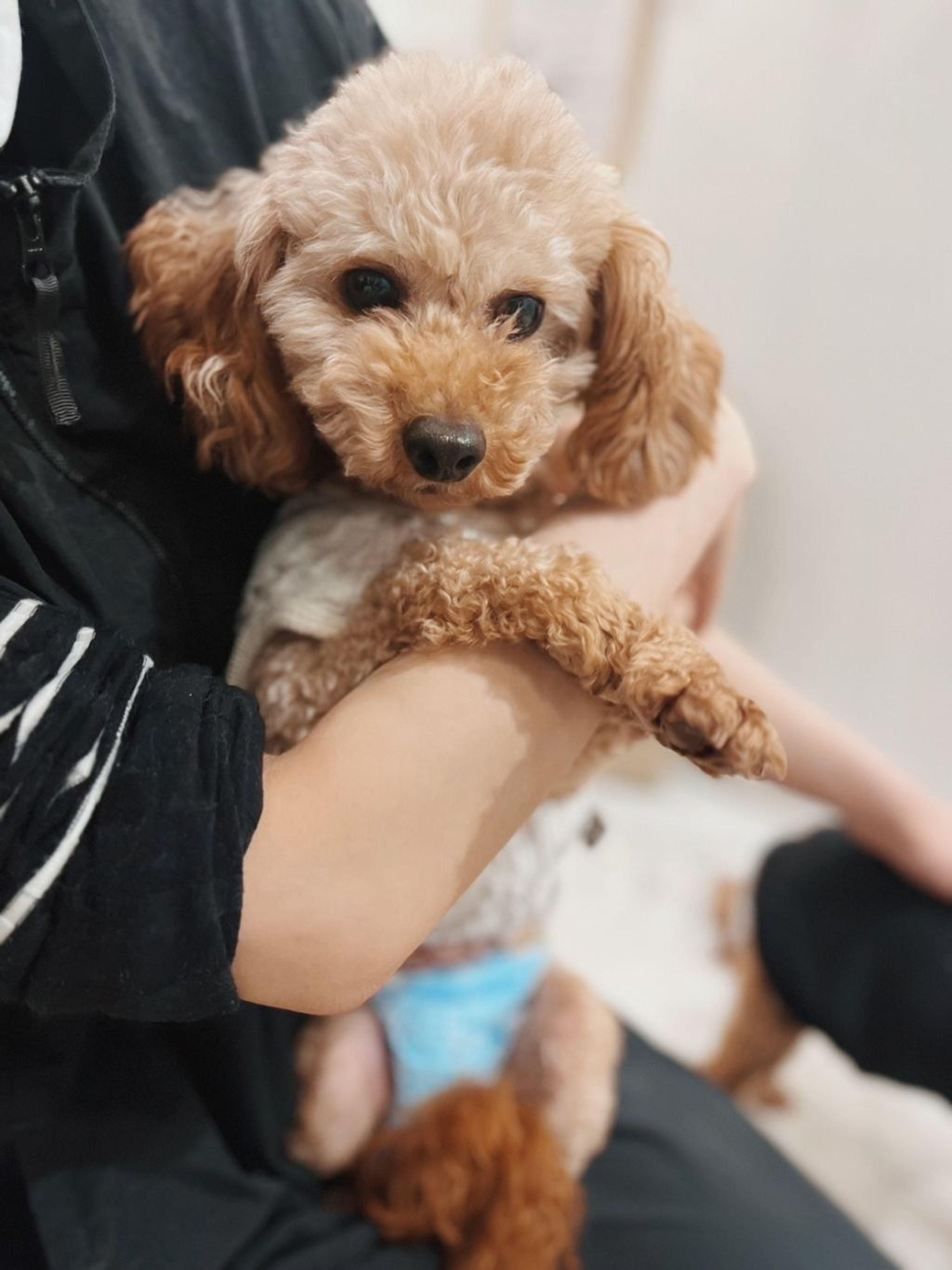 pet-image-2