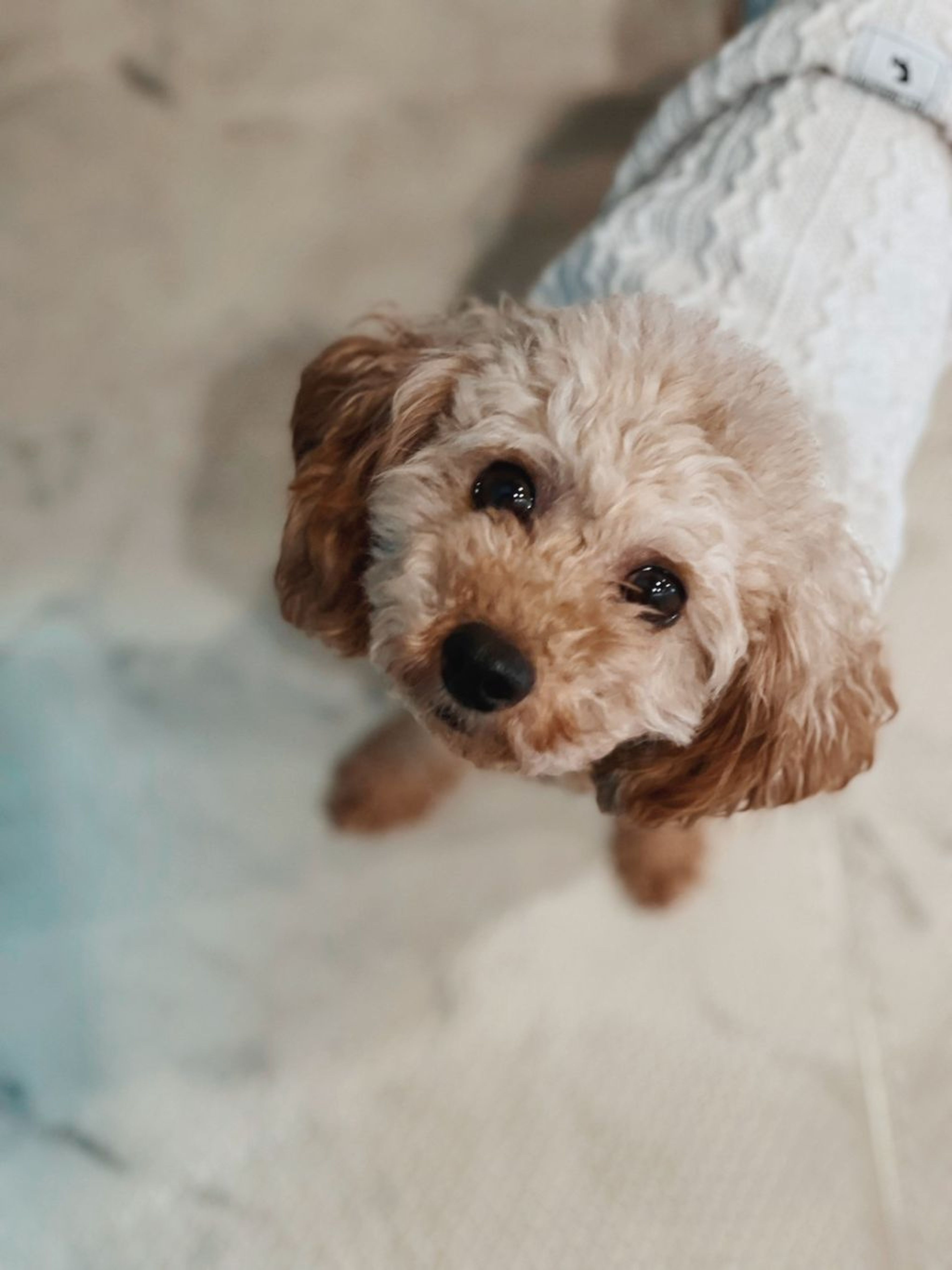 pet-image-3