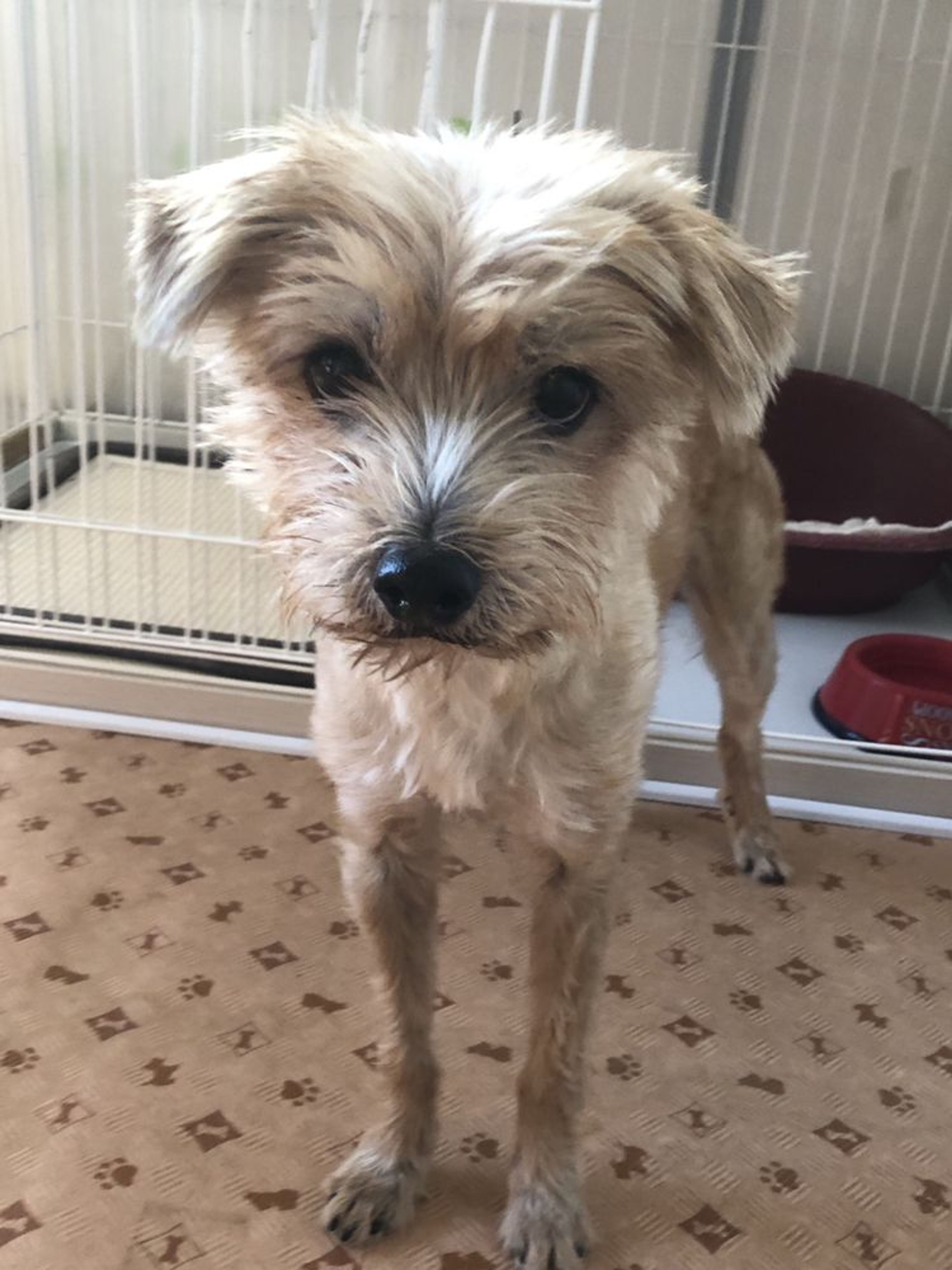 pet-image-2