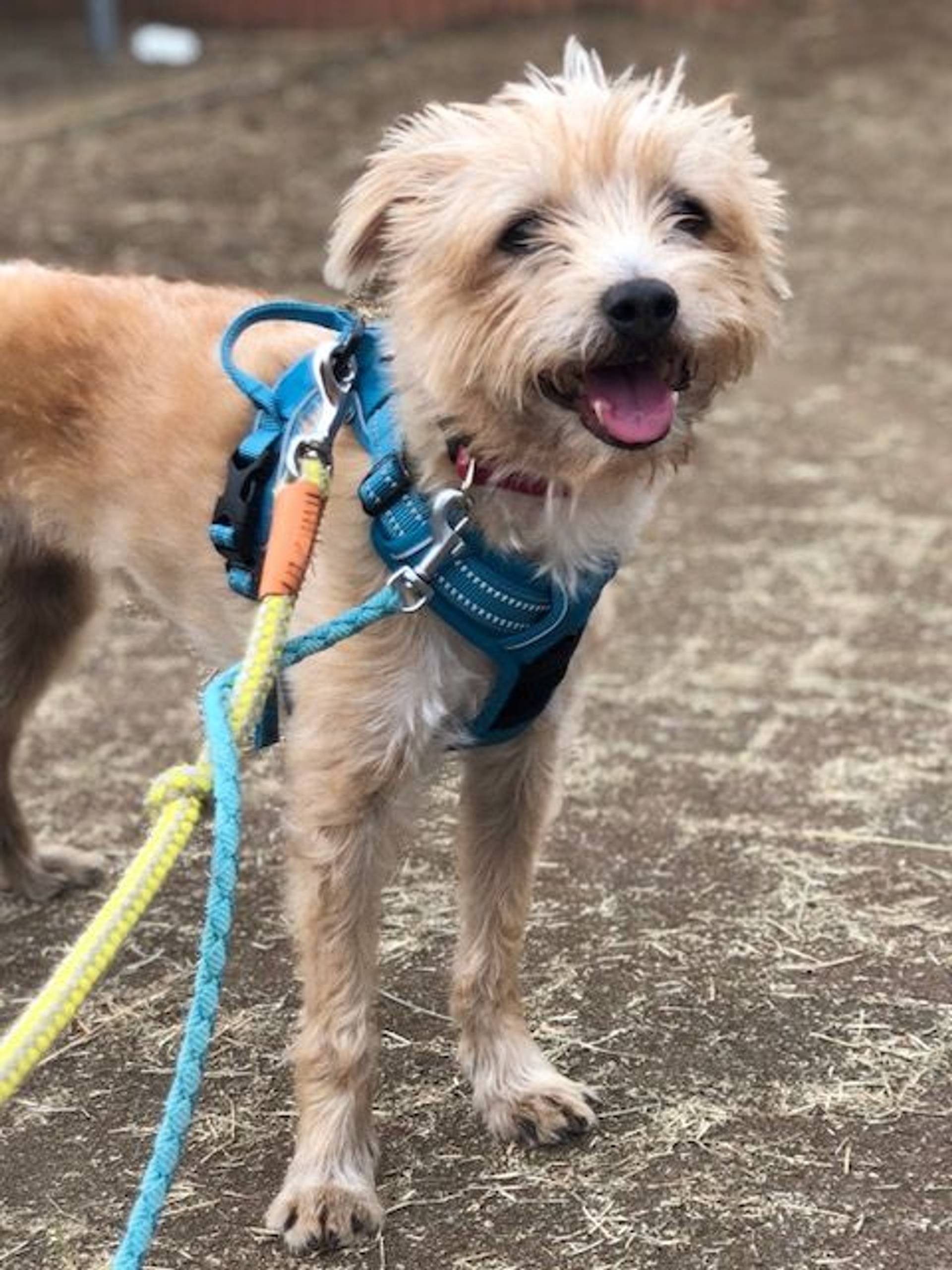 雑種（ミックス犬）・メスの里親募集の写真