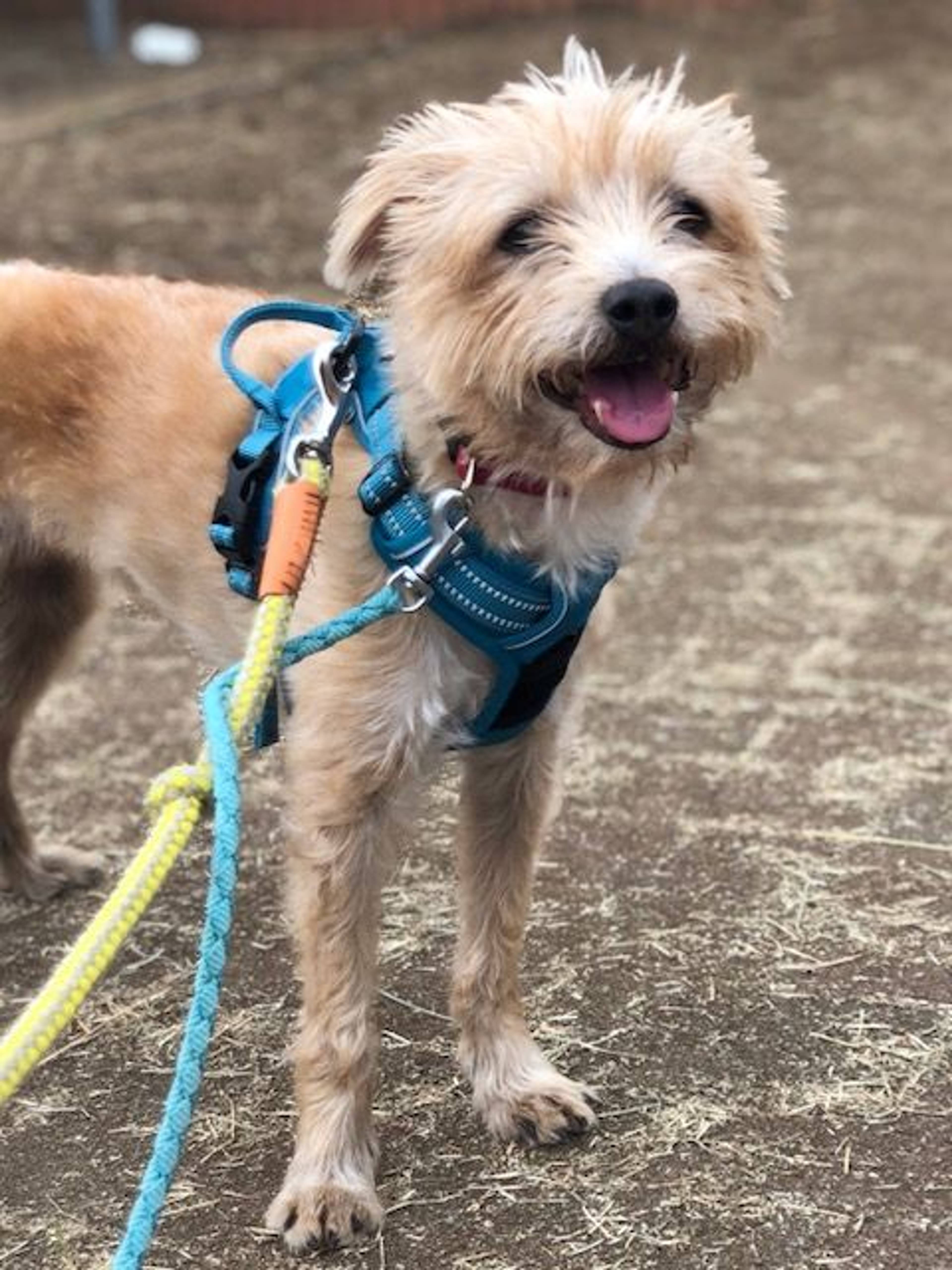 雑種（ミックス犬）・メスの里親募集の写真